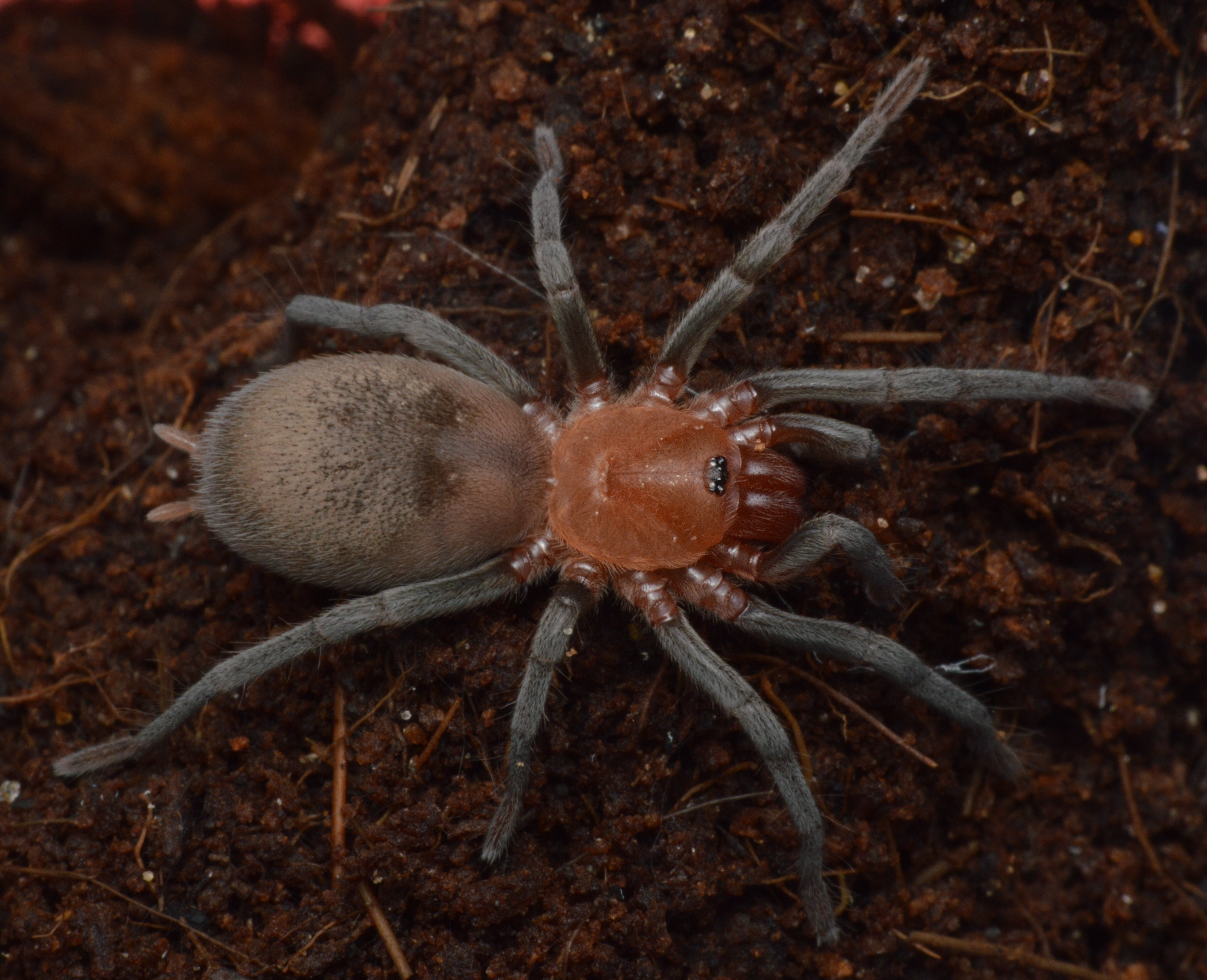 TERRESTRIAL GRAB N GO KIT: Bumba horrida (Brazilian Red-head) 1.5"+