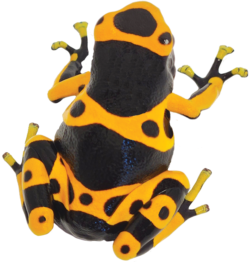 Dart Frog BUMBLEBEE