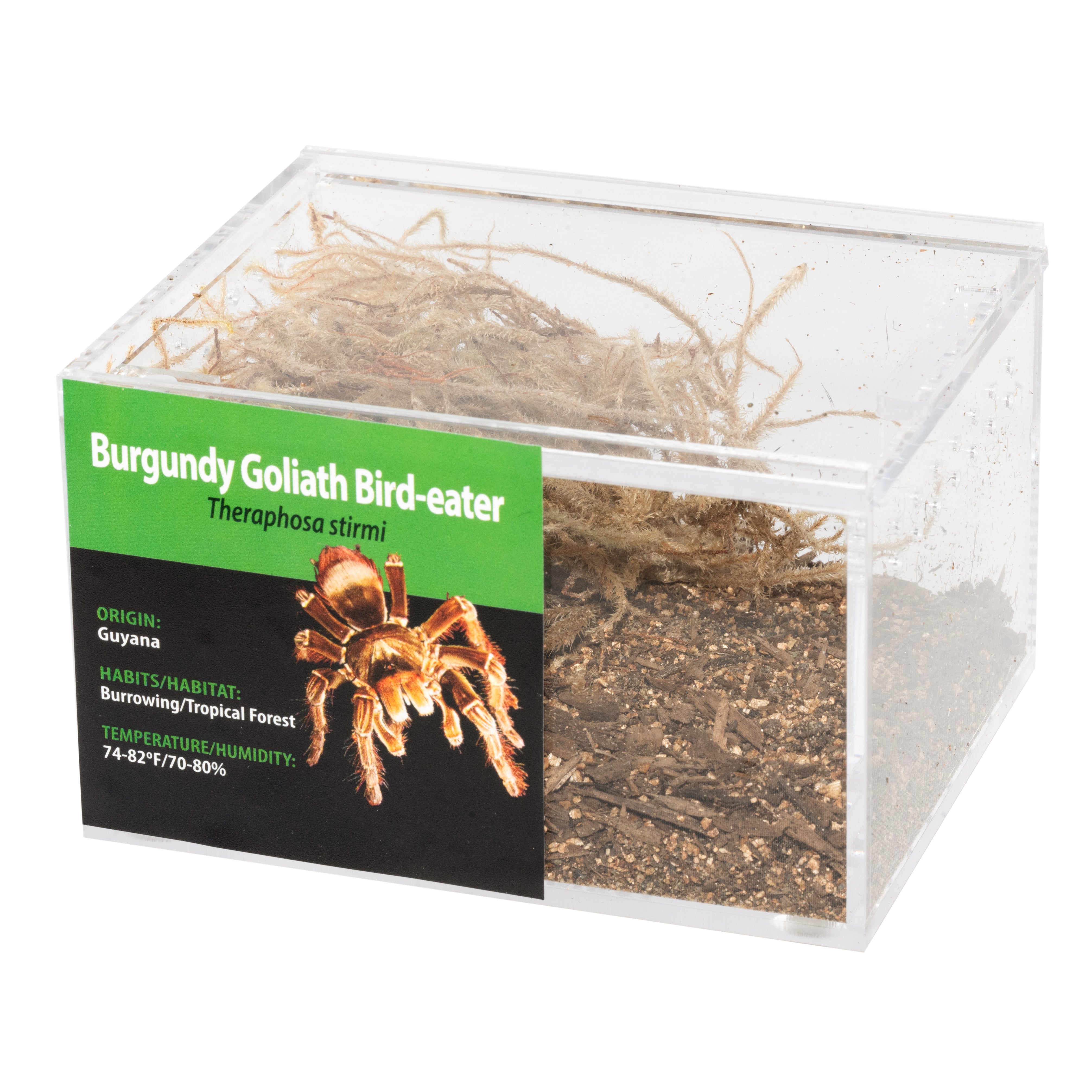 GRAB N GO キット: Theraphosa blondi (ゴリアテバードイーター)