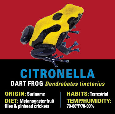 GRAB N GO KIT: Dart Frog - CITRONELLA