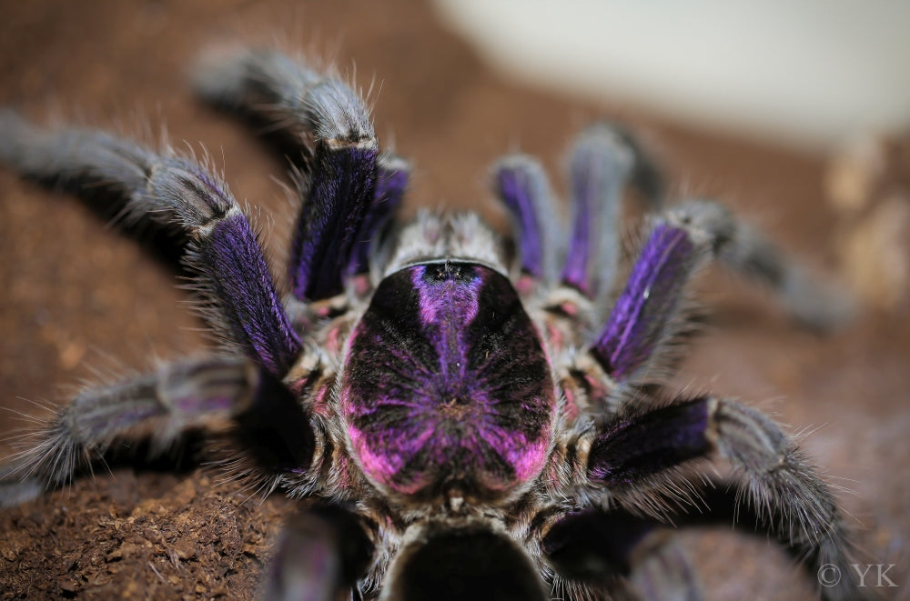 Phormictopus sp. 'Dominican Purple' (Dominican Purple Bird-eater) Tarantula