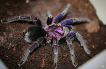 Phormictopus sp. 'Dominican Purple' (Dominican Purple Bird-eater) Tarantula