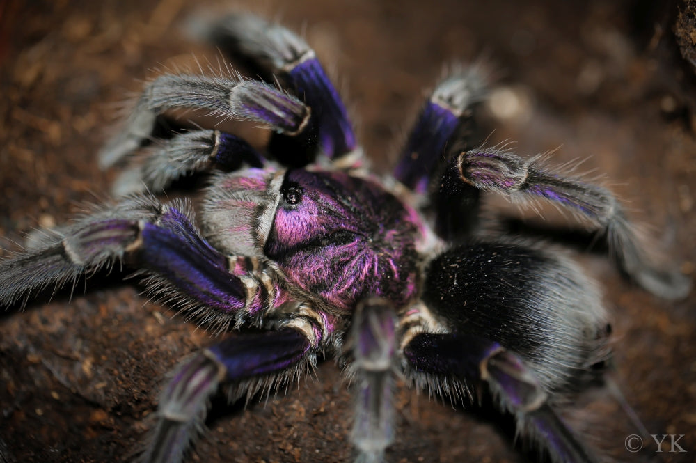 Phormictopus sp. 'Dominican Purple' (Dominican Purple Bird-eater) Tarantula