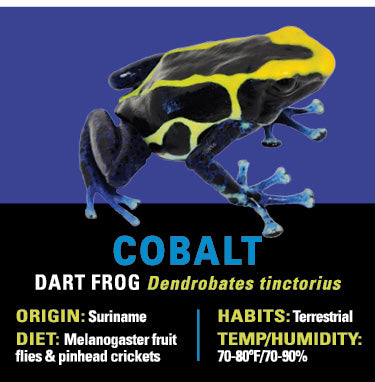 GRAB N GO KIT: Dart Frog - COBALT