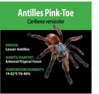 ARBOREAL GRAB N GO KIT: Caribena versicolor (Antilles Pink-toe) 1.5"+