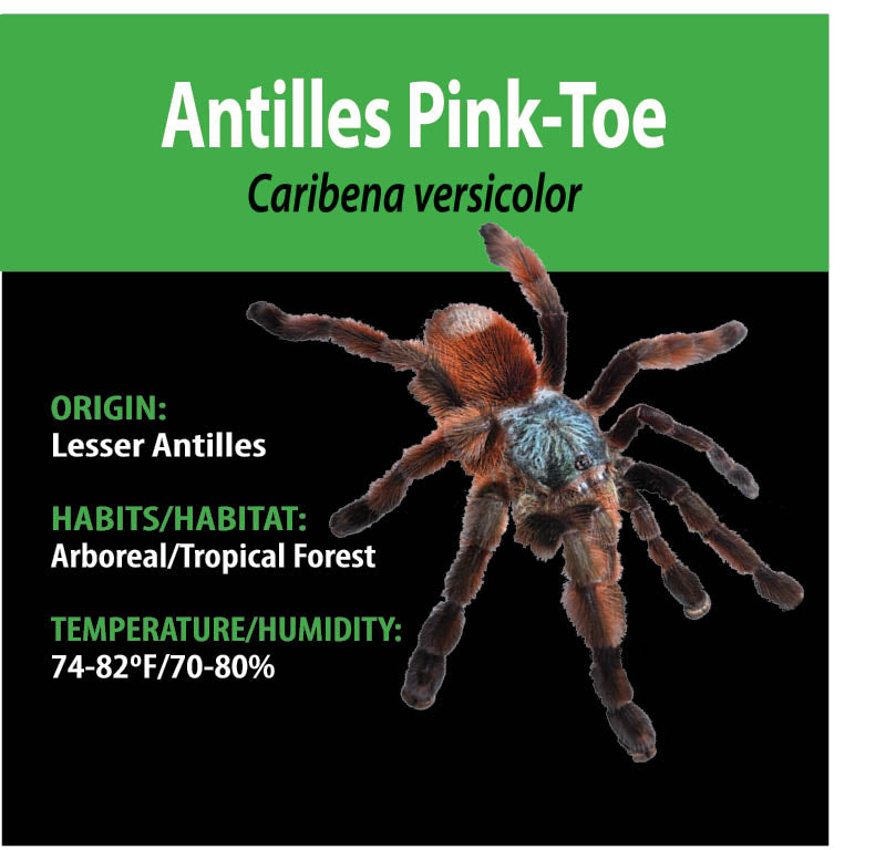 ARBOREAL GRAB N GO KIT: Caribena versicolor (Antilles Pink-toe) 1.5"+