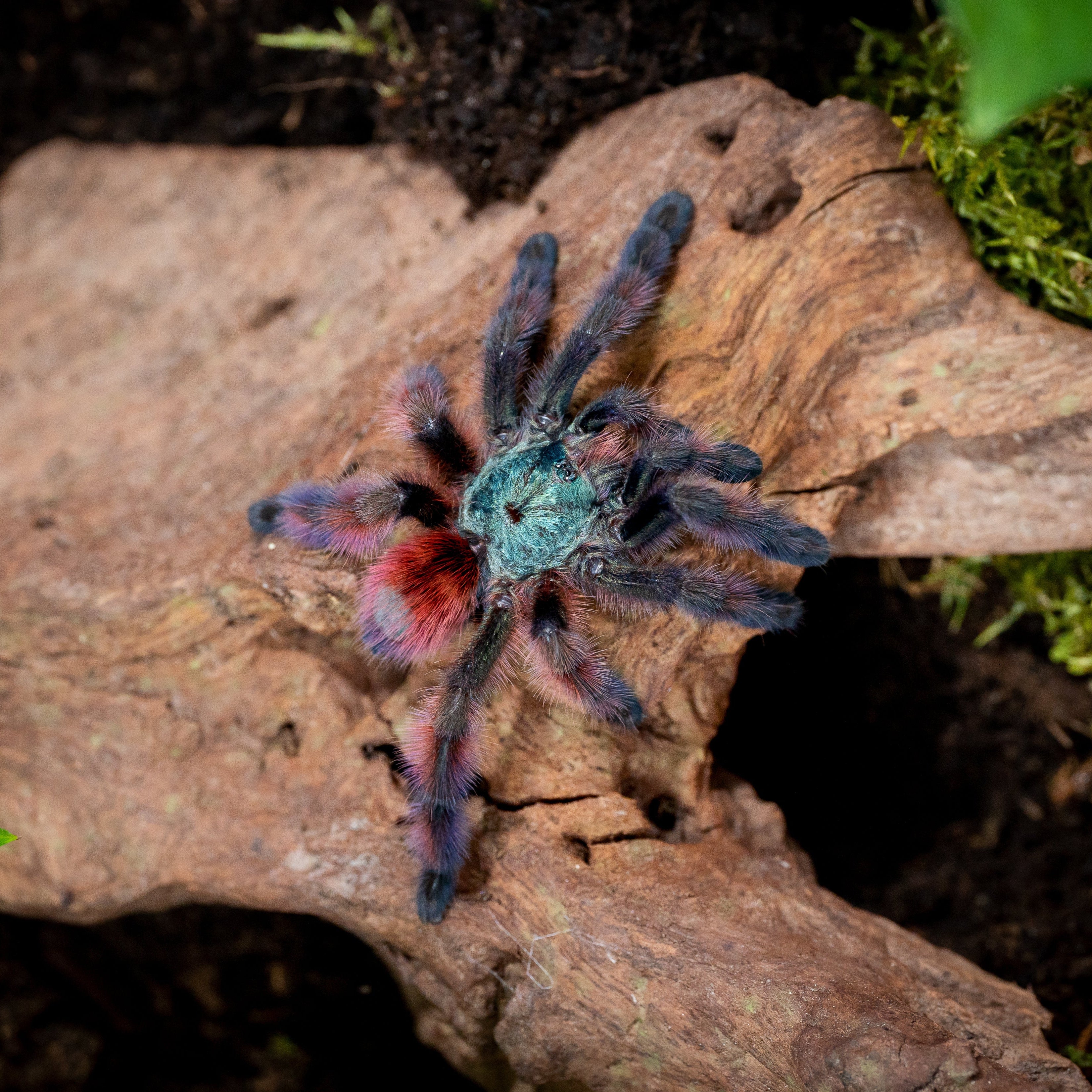 Caribena versicolor (Antilles Pink-toe) .5" Bulk