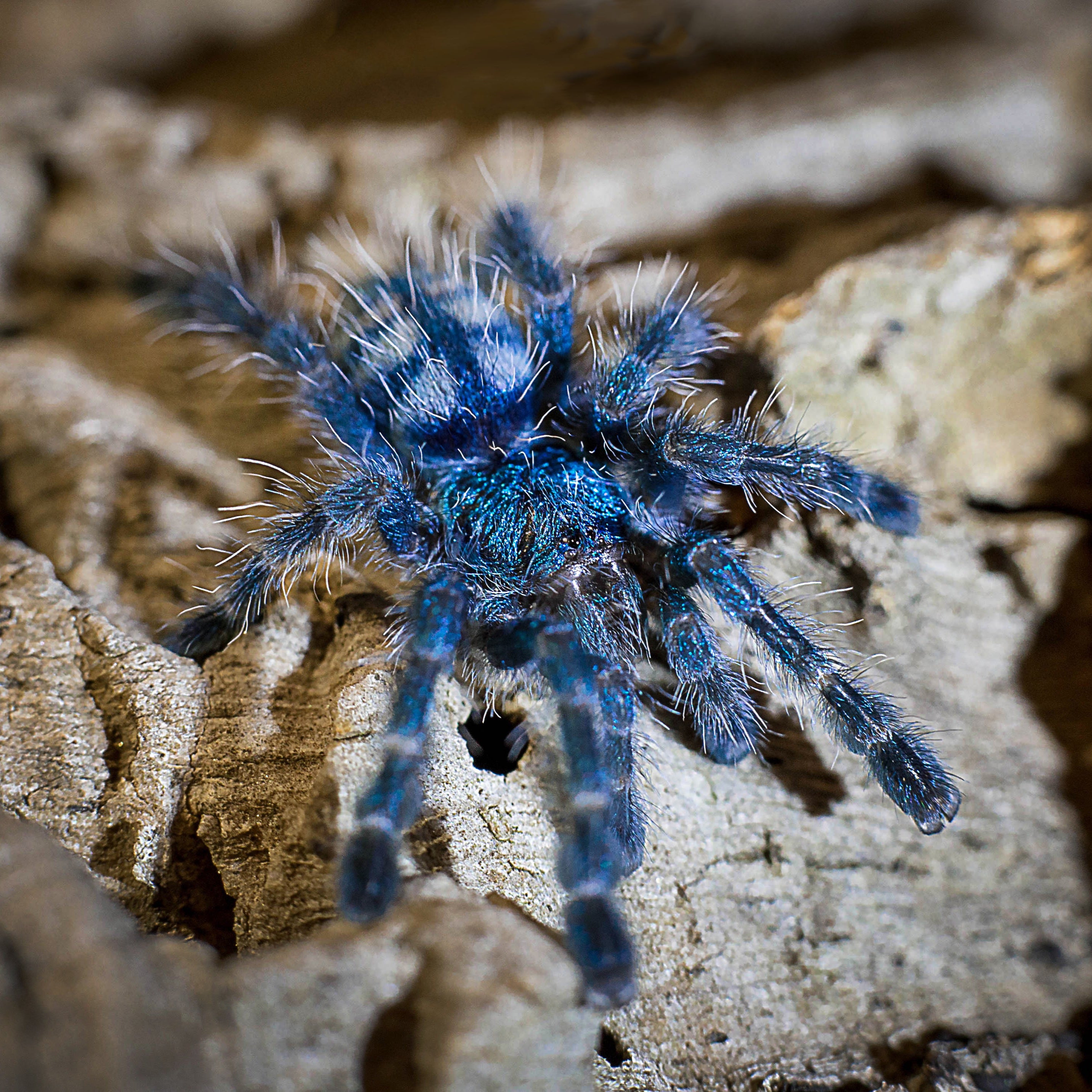 Caribena versicolor (Antilles Pink-toe) Tarantula