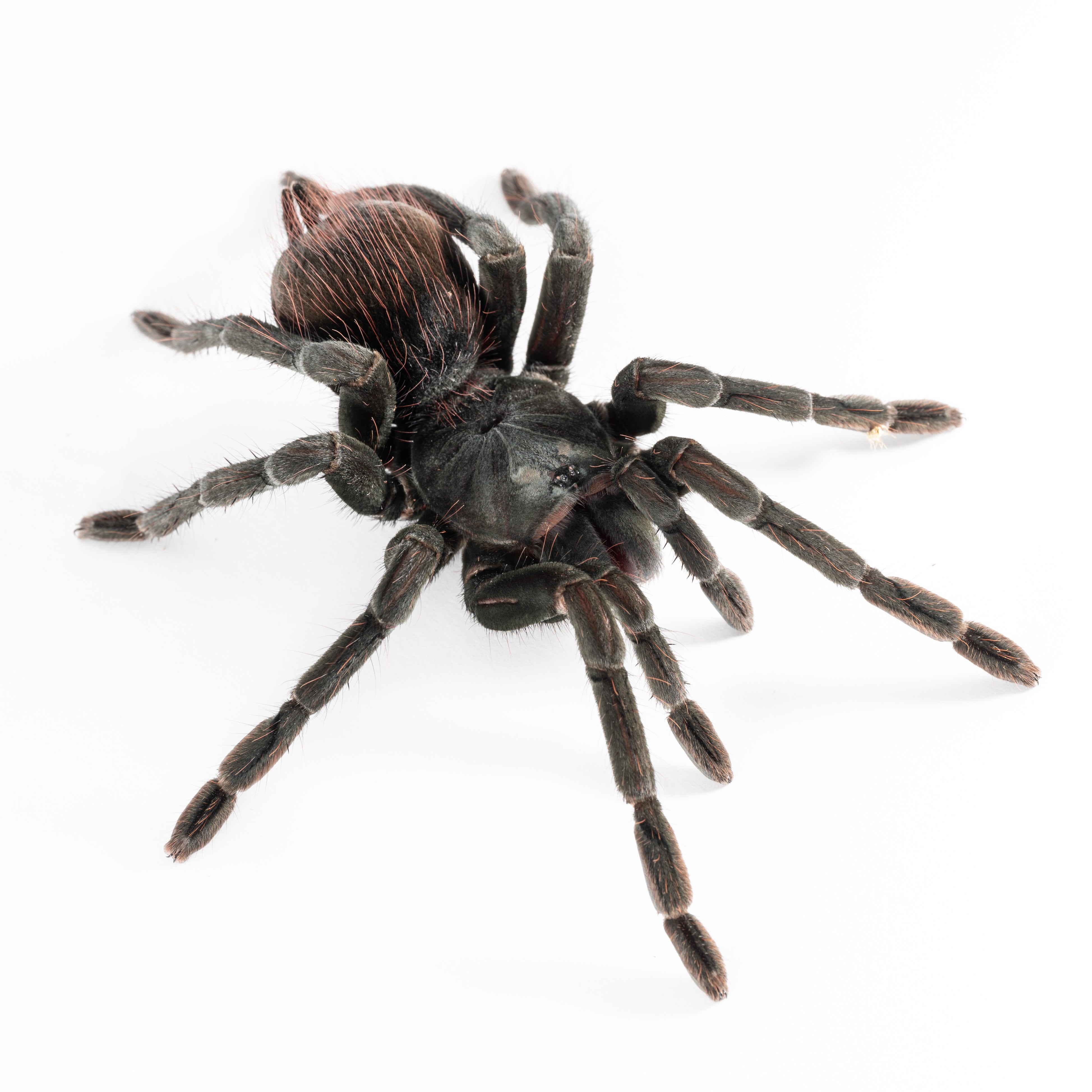 Pamphobeteus sp. 'Cascada' (Cascada Giant Bird-eater) Tarantula