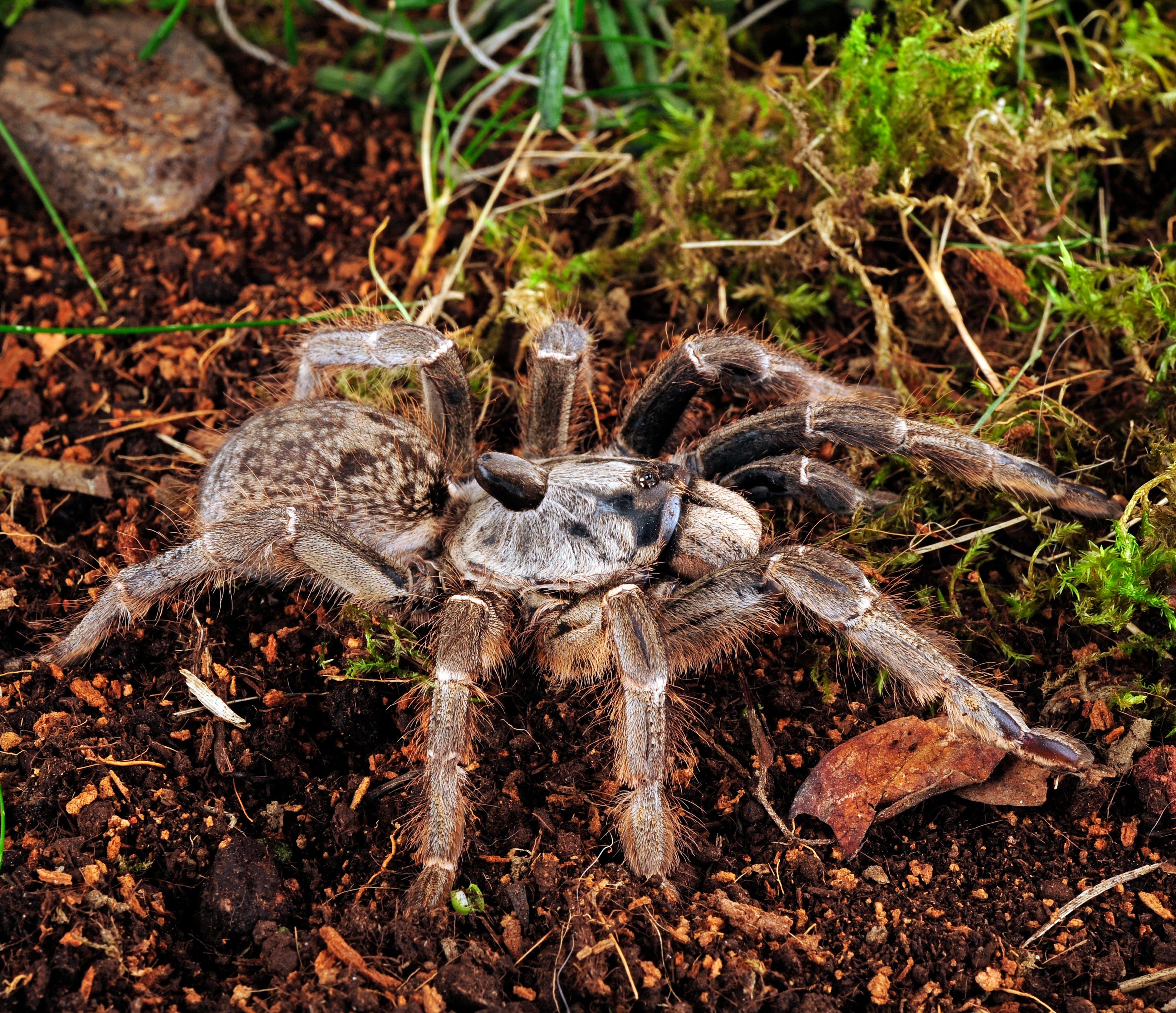 Ceratogyrus darlingi (Rear-horned Baboon) 1" Bulk