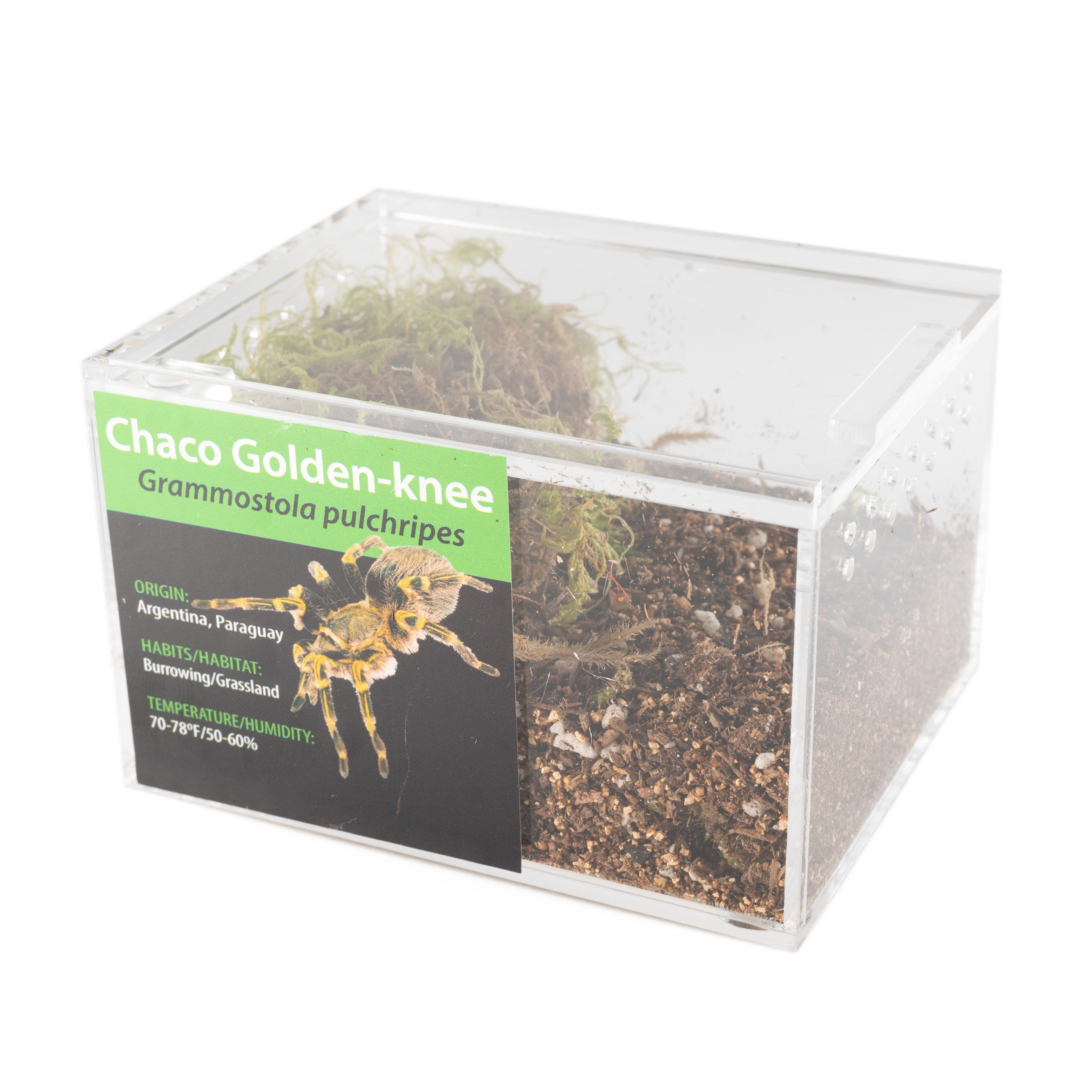 KIT PARA LLEVAR: Grammostola pulchripes (Chaco Goldenknee)