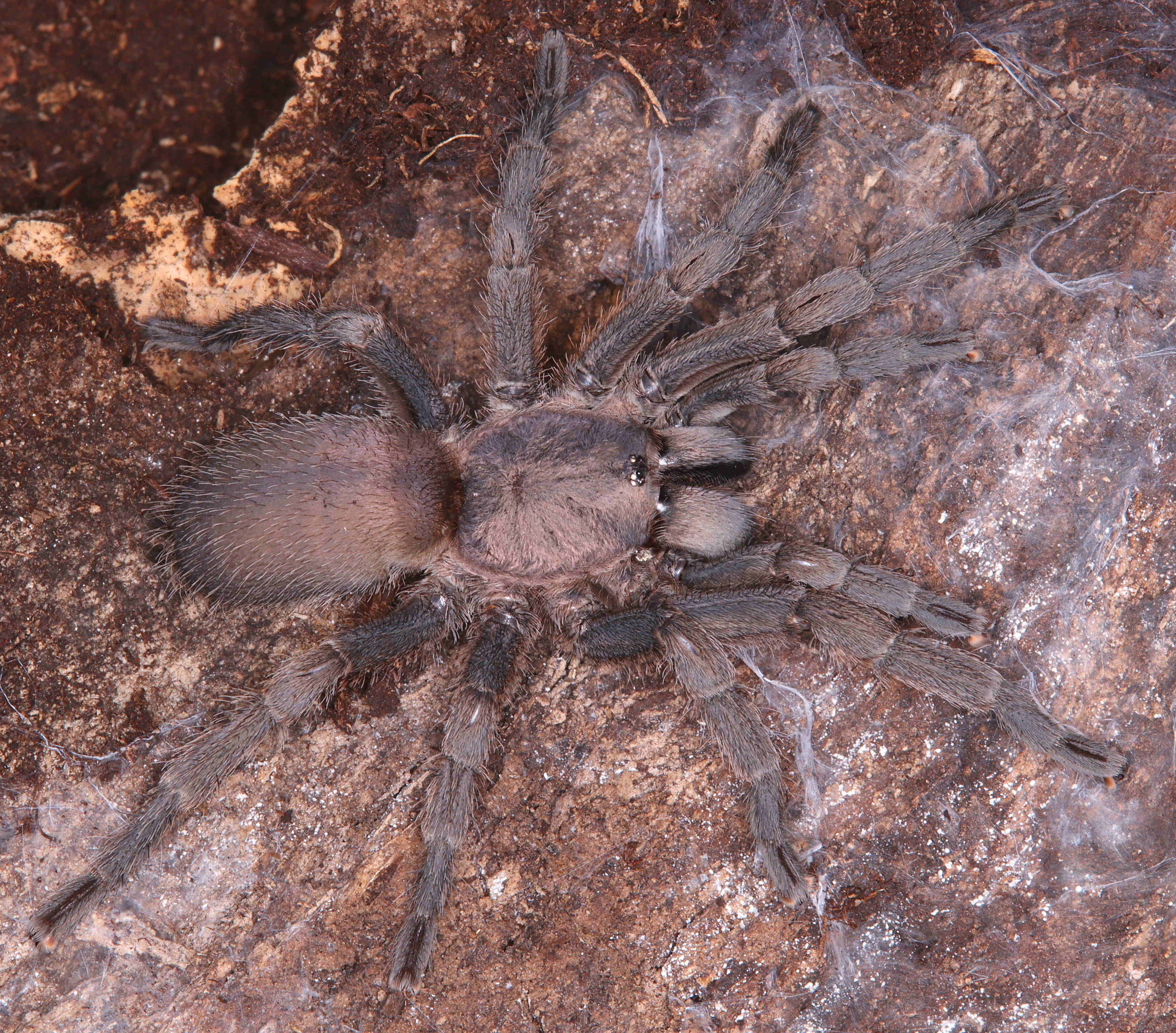 Chaetopelma olivaceum (Middle East Gold) .5"