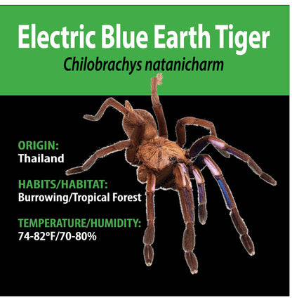 TERRESTRIAL GRAB N GO KIT: Chilobrachys natanicharum (Electric Blue Earth Tiger) 1.5"+