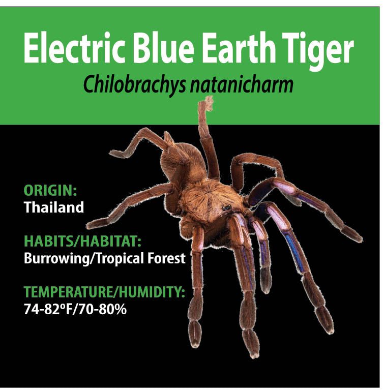 TERRESTRIAL GRAB N GO KIT: Chilobrachys natanicharum (Electric Blue Earth Tiger) 1.5"+