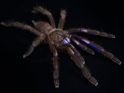 Chilobrachys natanicharum (Electric Blue Earth Tiger) Tarantula