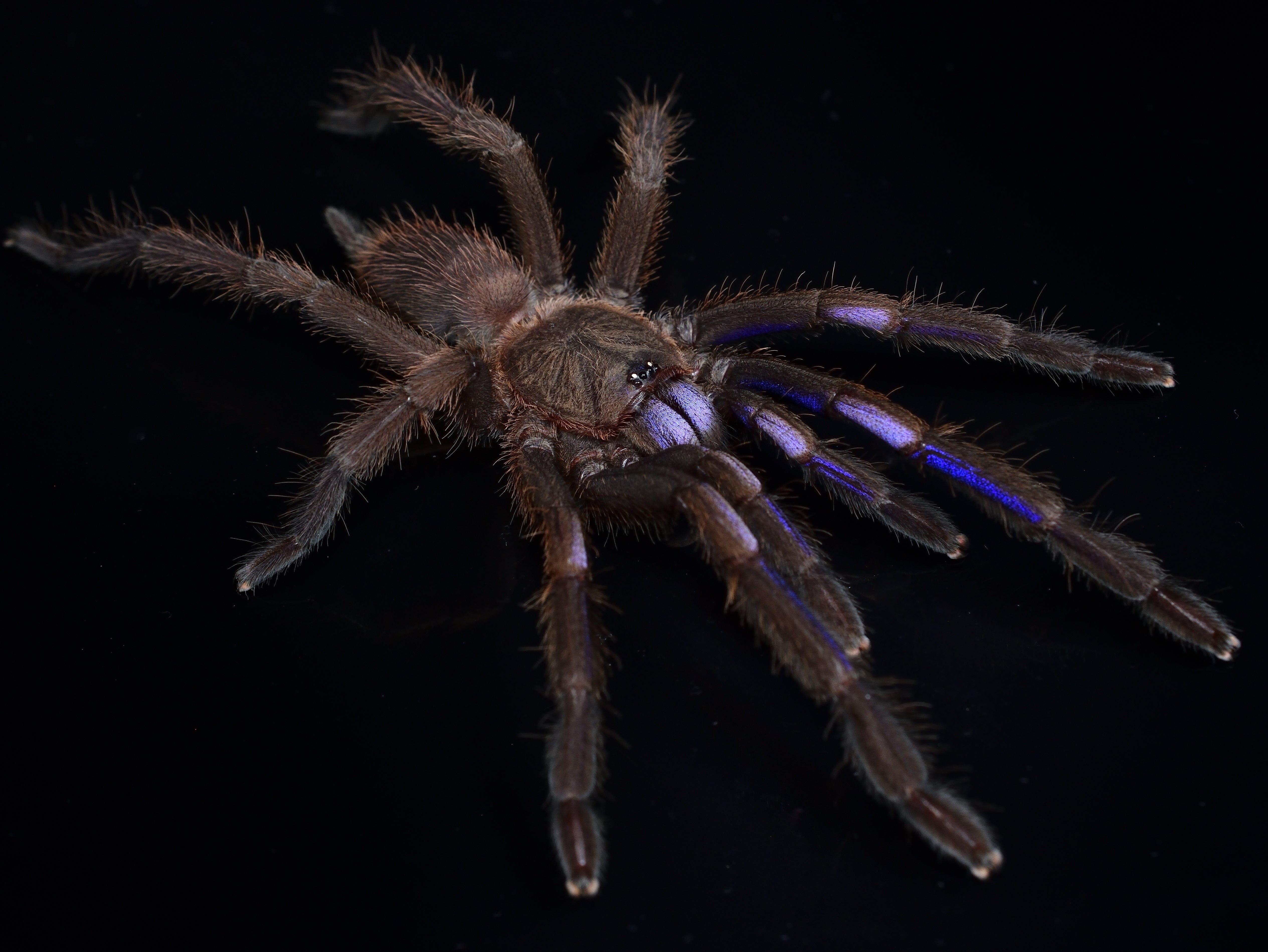 Chilobrachys natanicharum (Electric Blue Earth Tiger) Tarantula