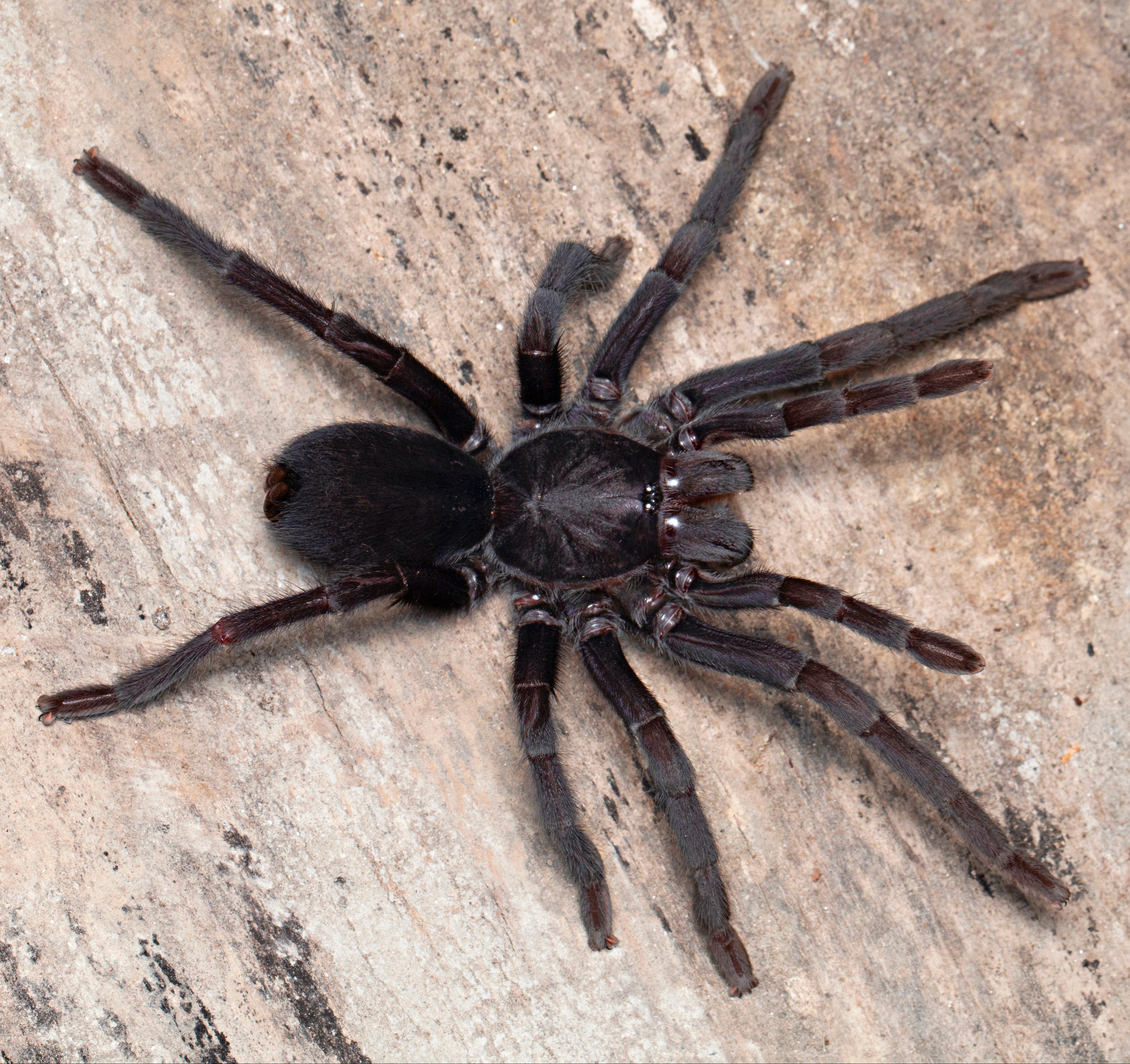 Chilobrachys dyscolus (Dyscolus Black Earth-tiger) Tarantula