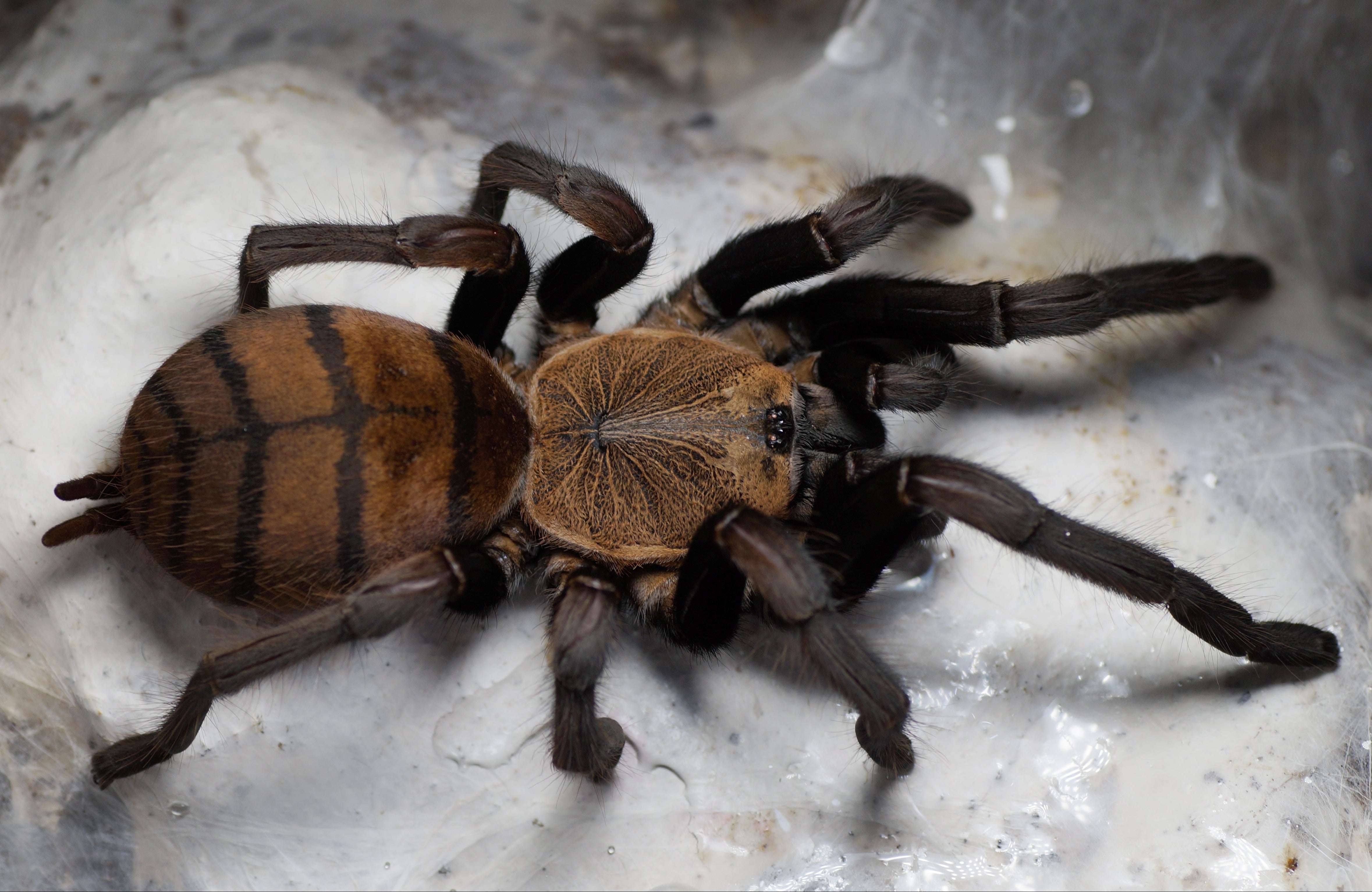 Chilobrachys fimbriatus (Indian Violet) Tarantula