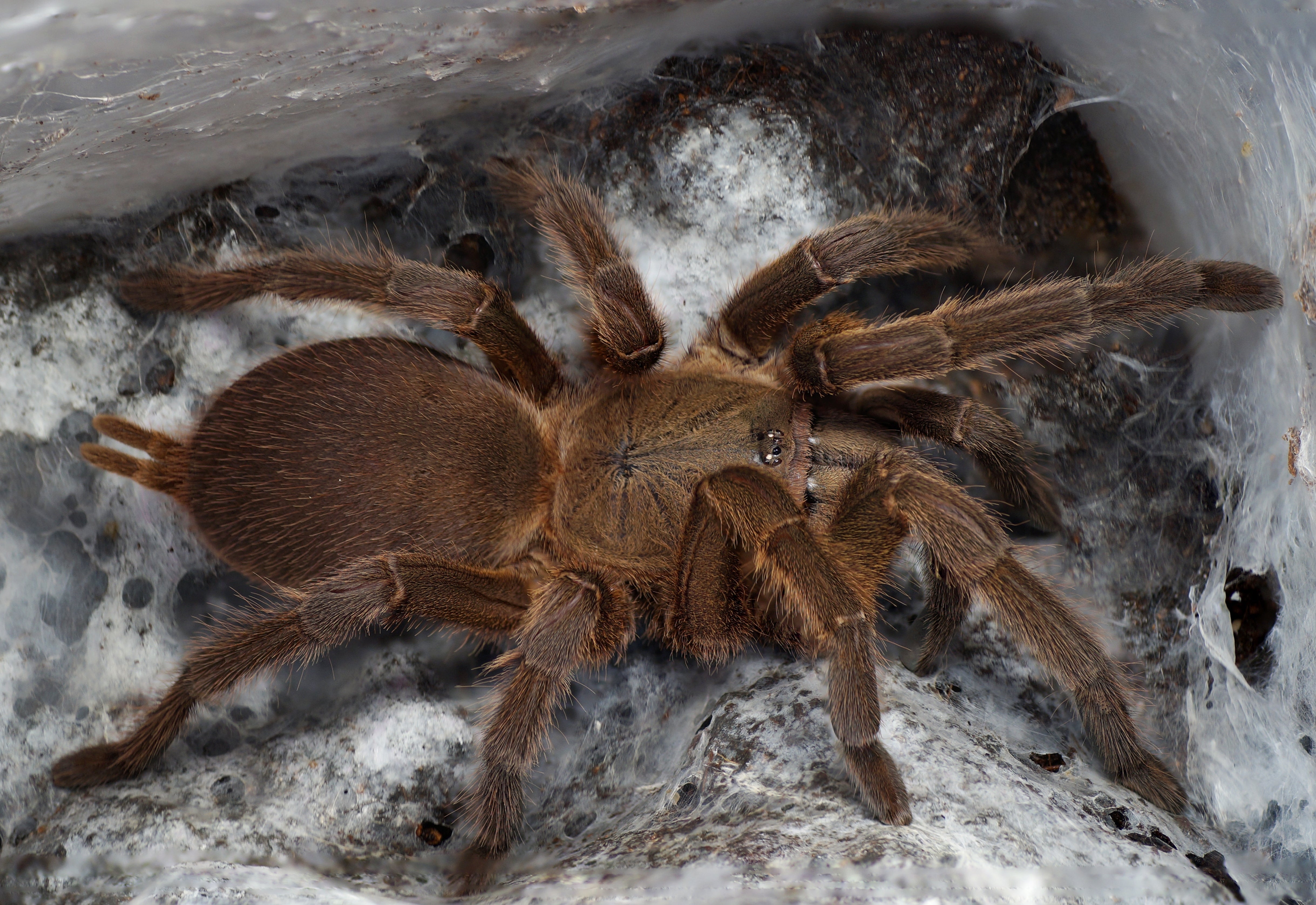Chilobrachys huahini (Asian Giant Fawn) 1"