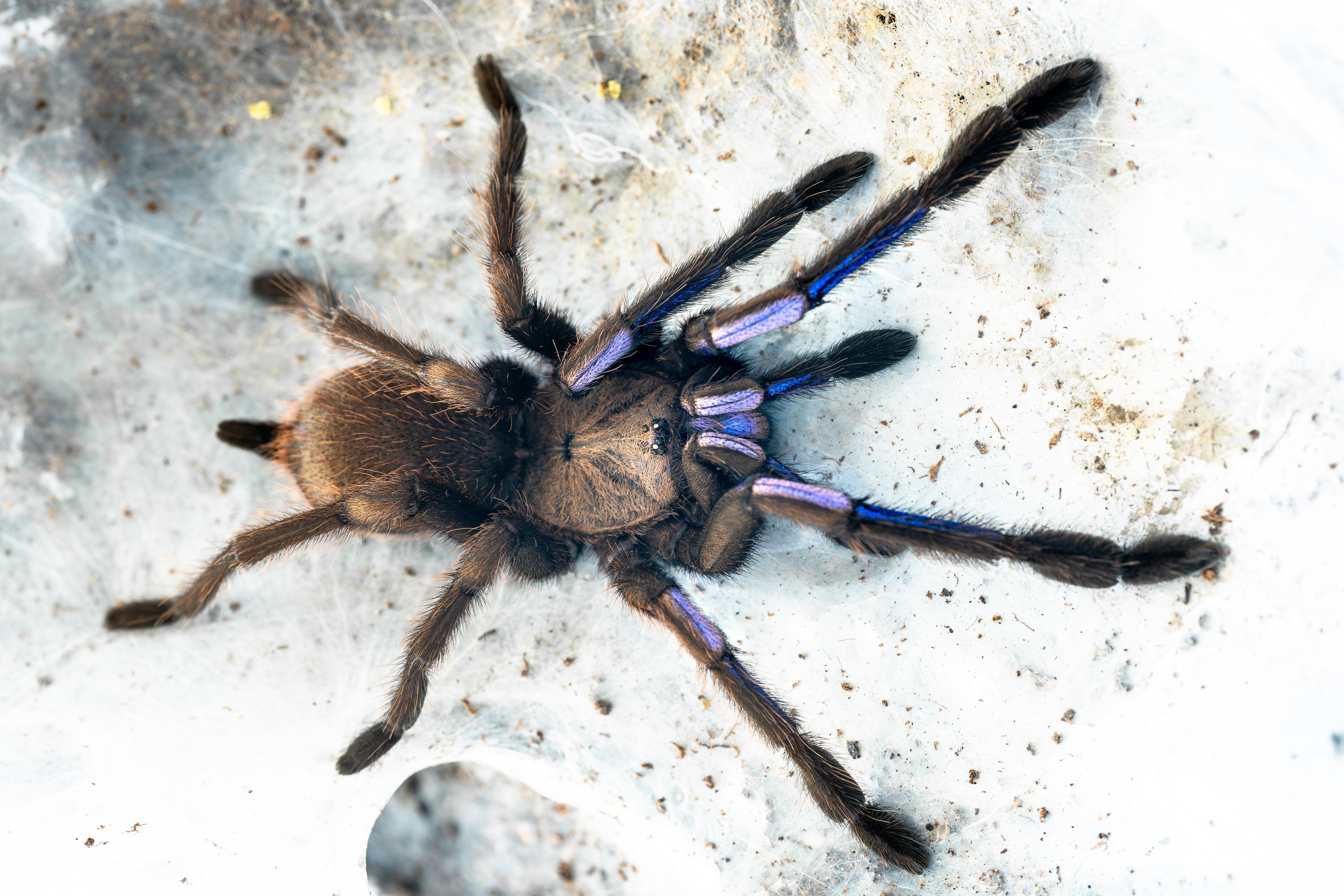 Chilobrachys natanicharum (Electric Blue Earth Tiger) 1" Bulk