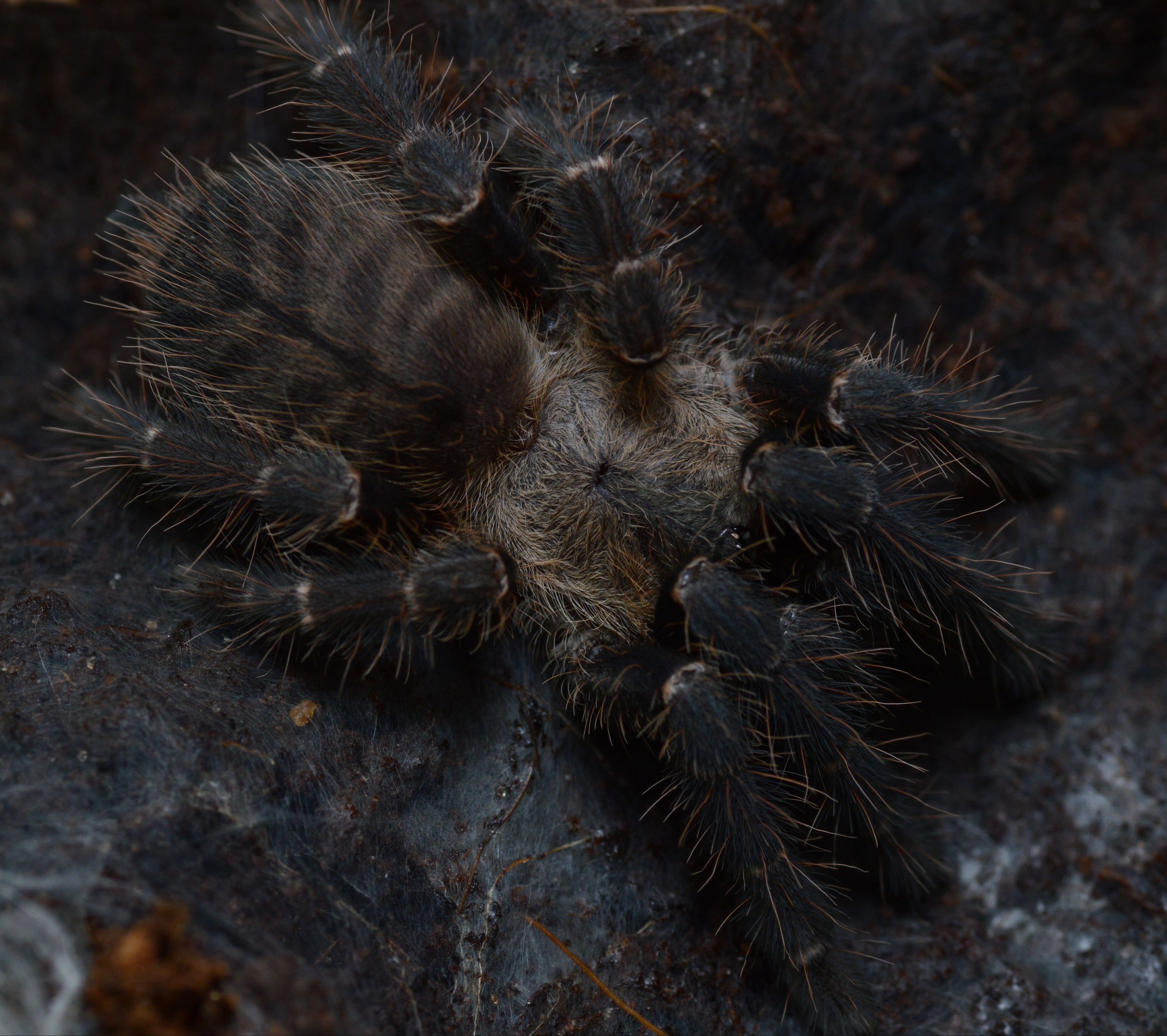 Chilobrachys sp. 'Kaeng Krachan' (Dark Earth-tiger) 5" ADULT FEMALE