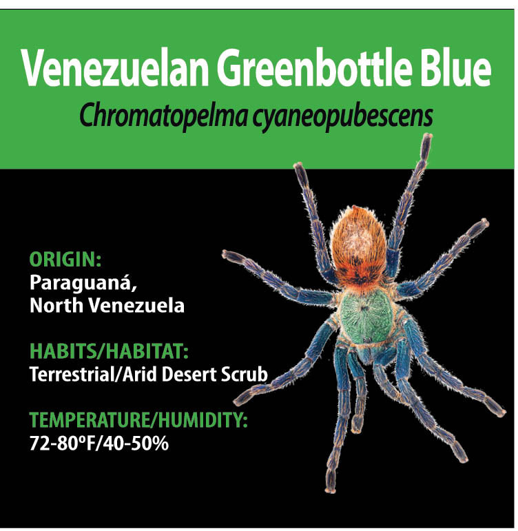 ARBOREAL GRAB N GO KIT: Chromatopelma cyaneopubescens (Venezuelan Greenbottle Blue) 1.5"+