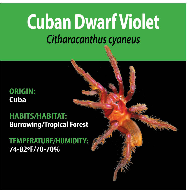 TERRESTRIAL GRAB N GO KIT: Citharacanthus cyaneus (Cuban Dwarf Violet) 1.5"+