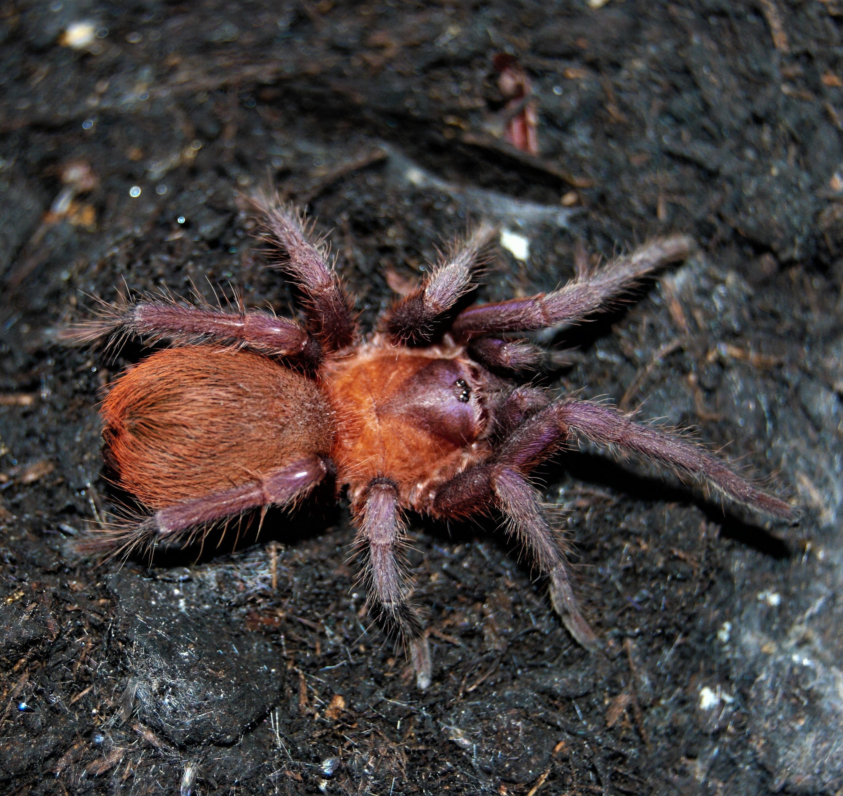 Citharacanthus cyaneus (Cuban Dwarf Violet) Tarantula