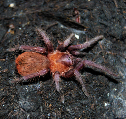 TERRESTRIAL GRAB N GO KIT: Citharacanthus cyaneus (Cuban Dwarf Violet) 1.5"+