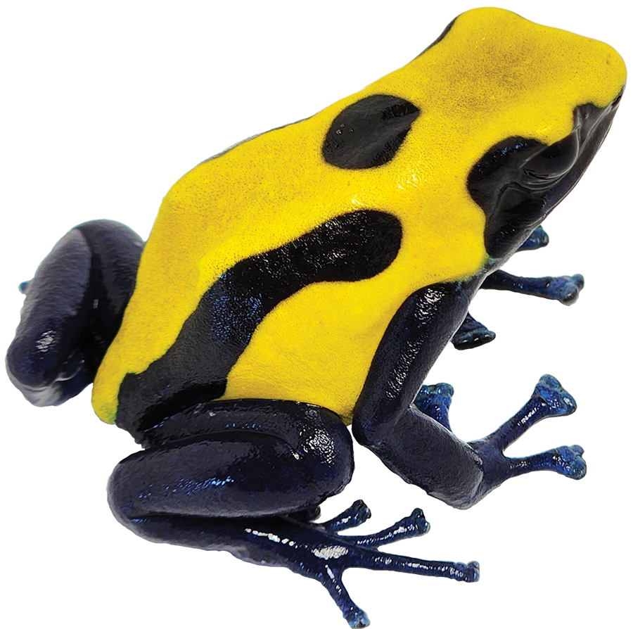 Dart Frog CITRONELLA
