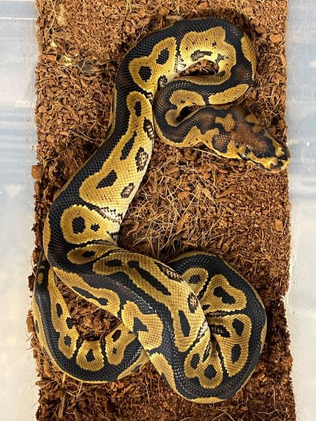 Clown Ball Python MALE