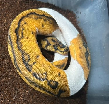 Clown Pied Ball Python MALE