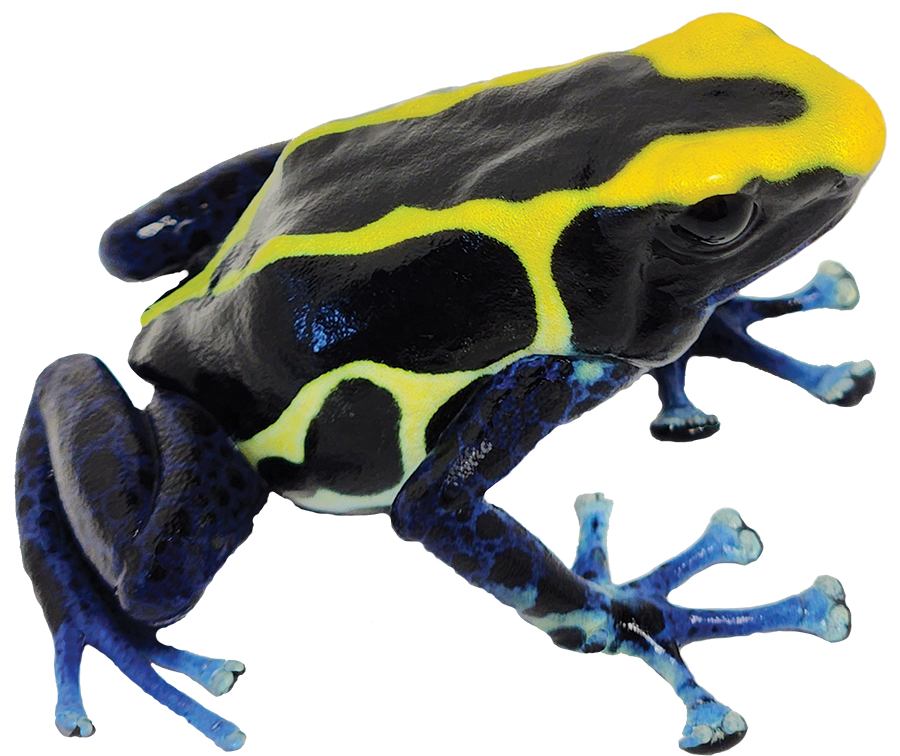 Dart Frog COBALT