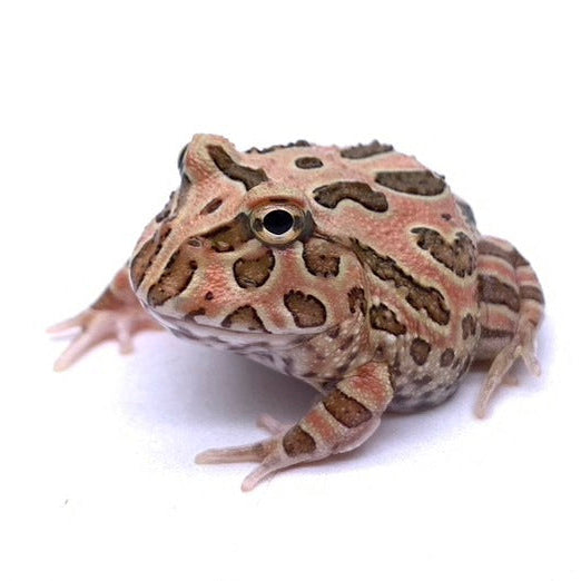 Pac-man Frog COFFEE