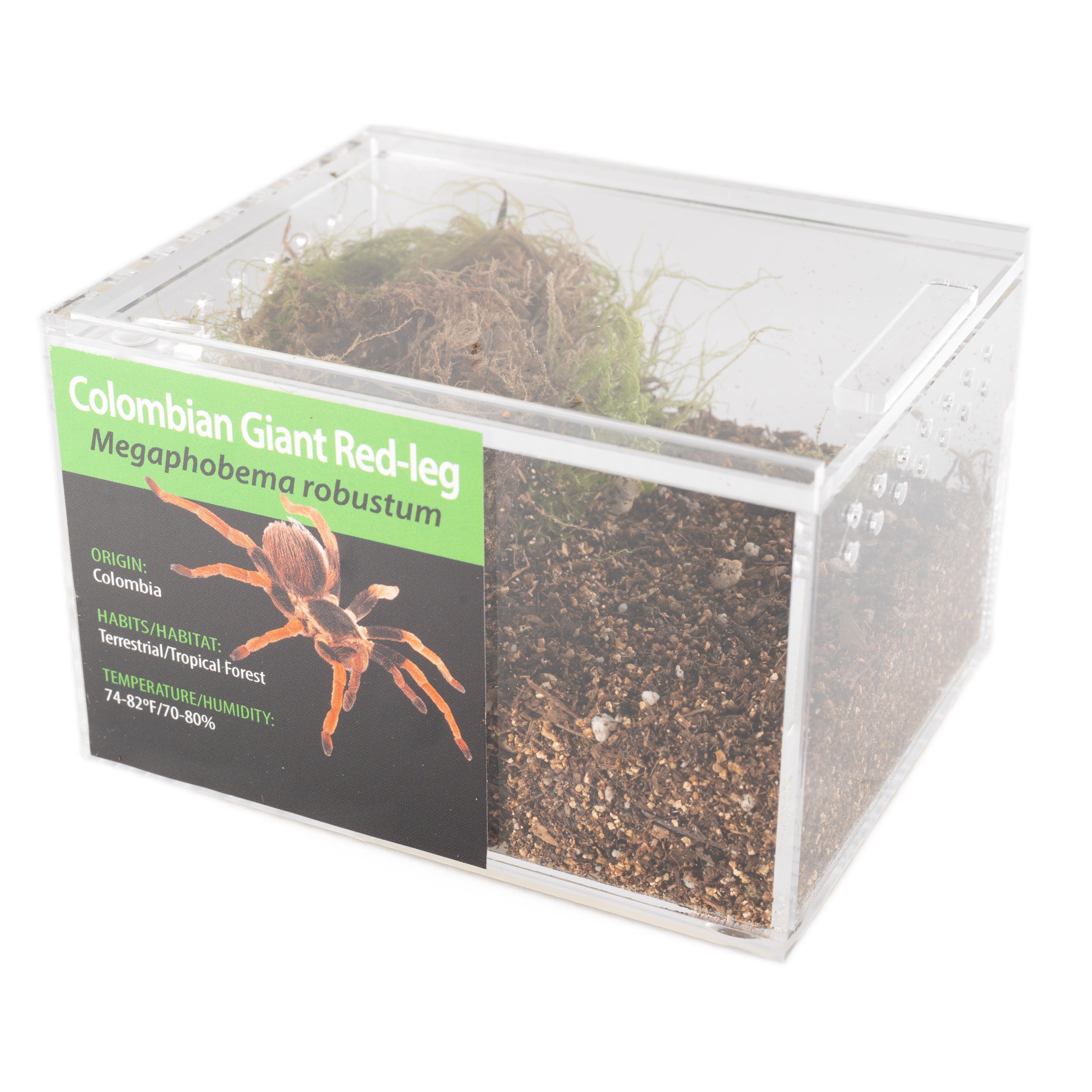 KIT GRAB N GO: Megaphobema robustum (pata roja gigante colombiana)