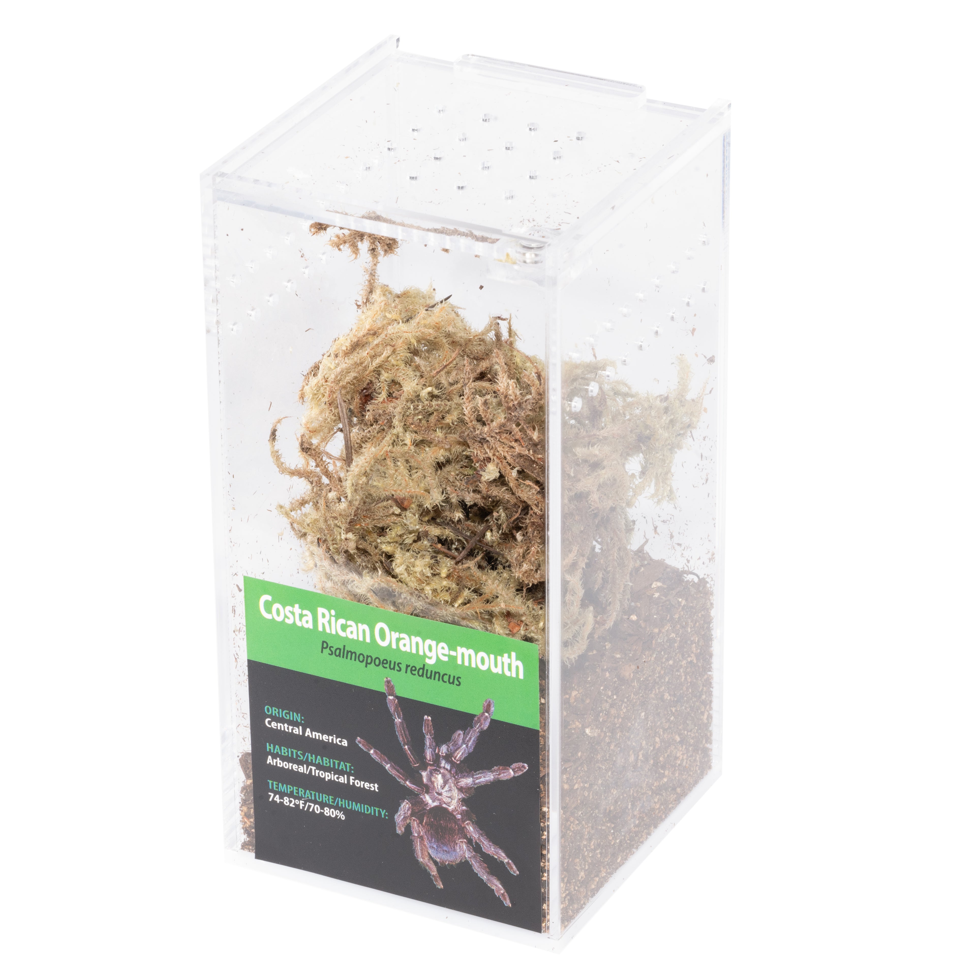 GRAB N GO KIT: Psalmopoeus reduncus (コスタリカのオレンジマウス)