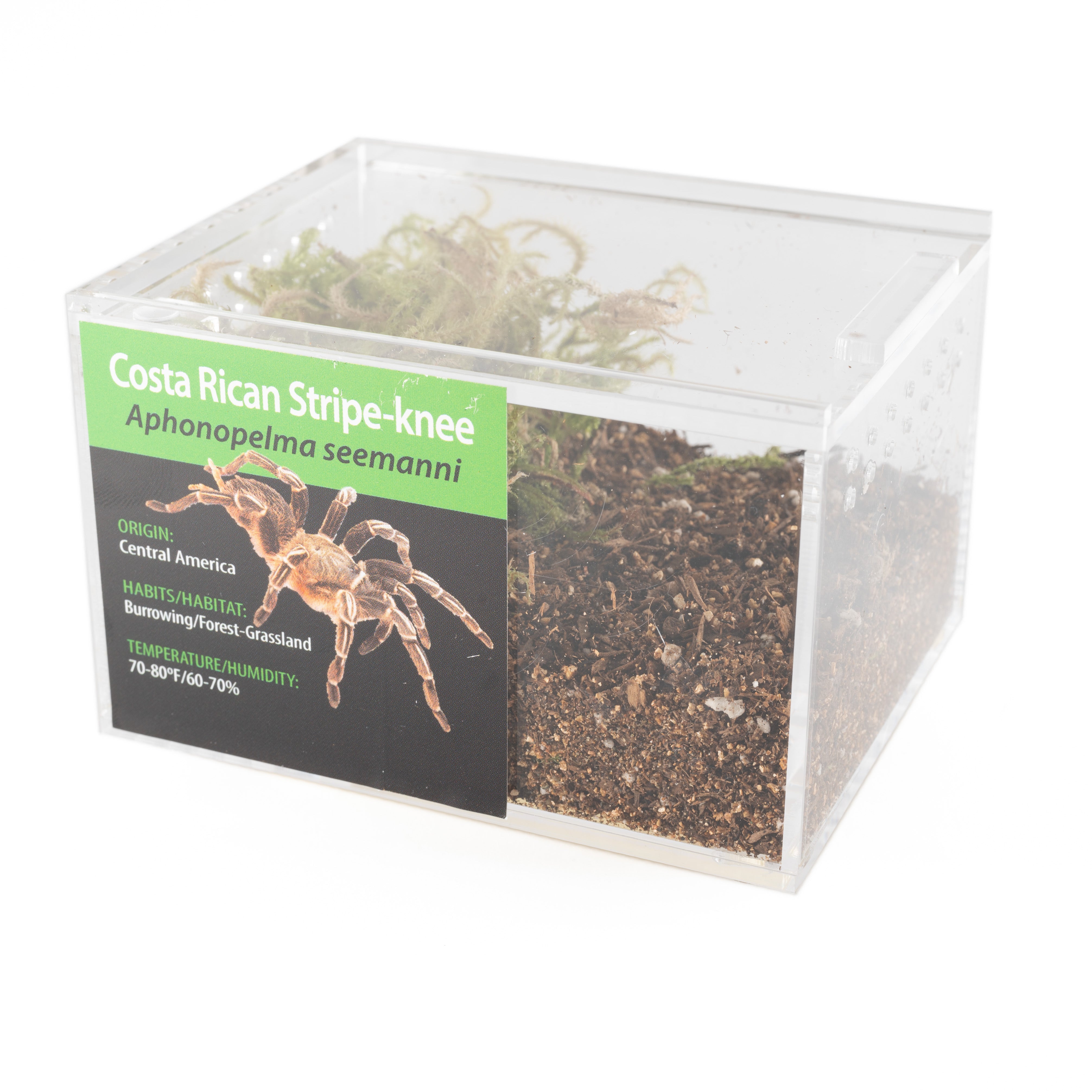 KIT PARA LLEVAR: Aphonopelma seemannii (Acoplamiento rayado de Costa Rica)