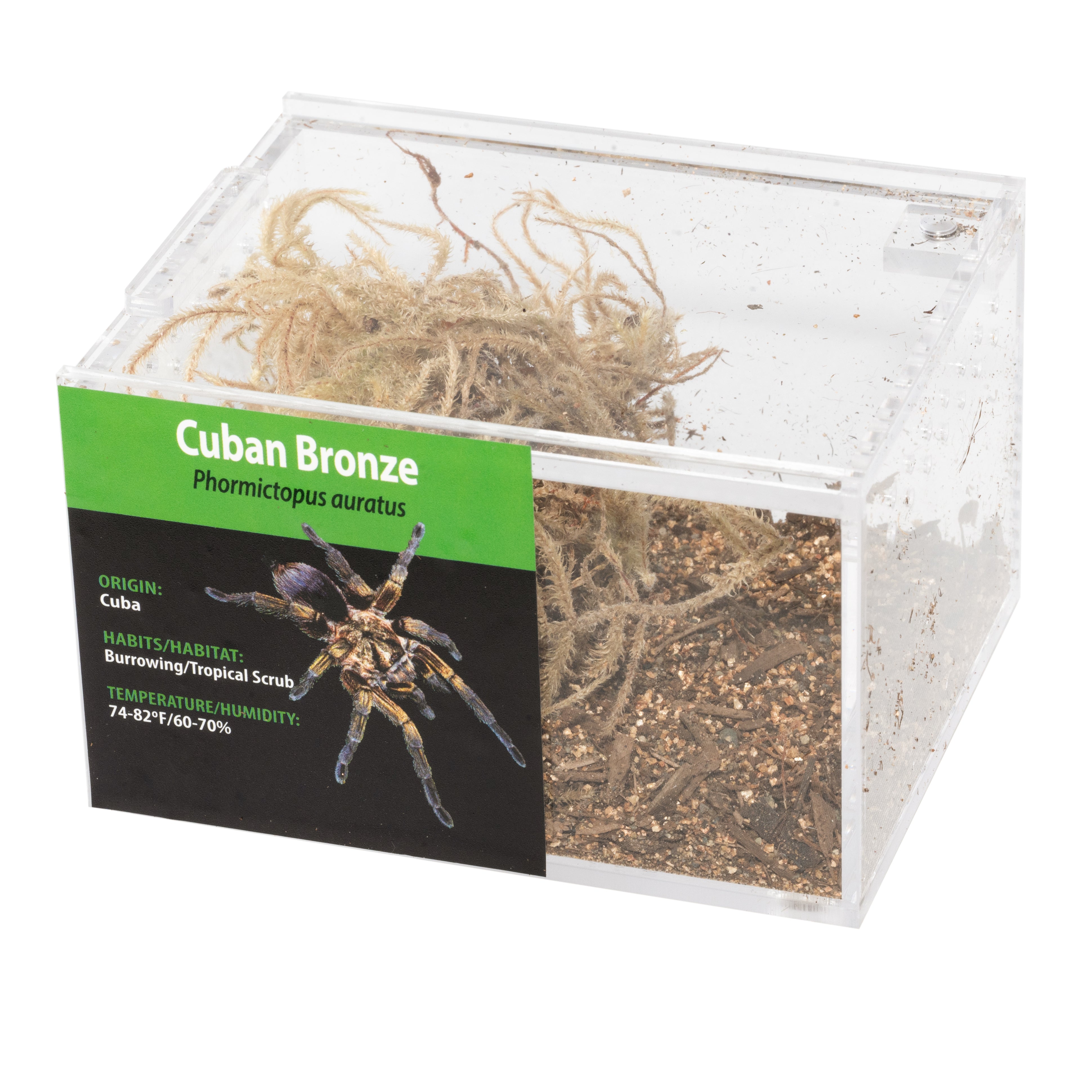 KIT GRAB N GO: Phormictopus auratus (Bronce cubano)