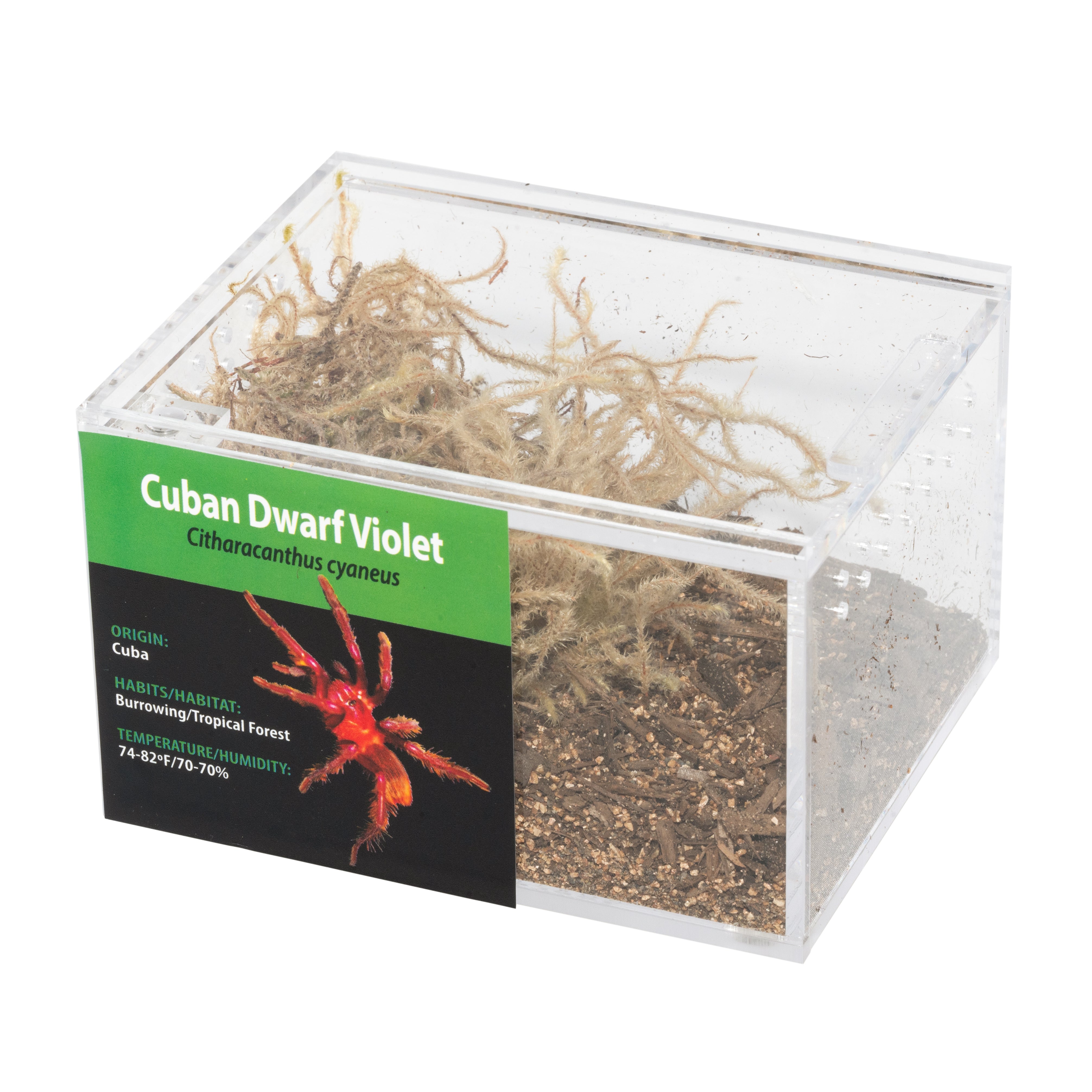 KIT PARA LLEVAR: Citharacanthus cyaneus (Violeta enana cubana)