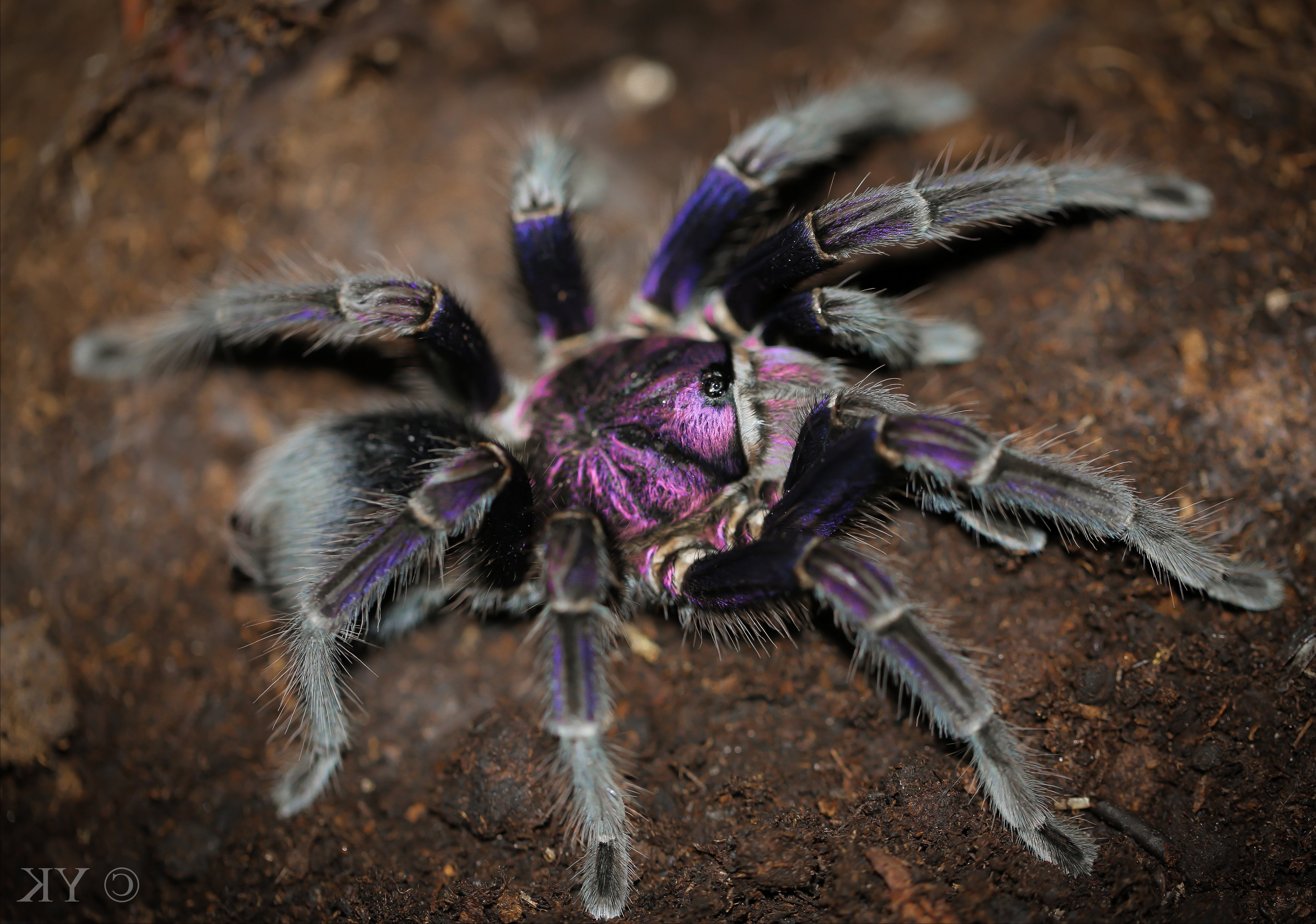 Phormictopus sp. 'Dominican Purple' (Dominican Purple Bird-eater) 2" Bulk