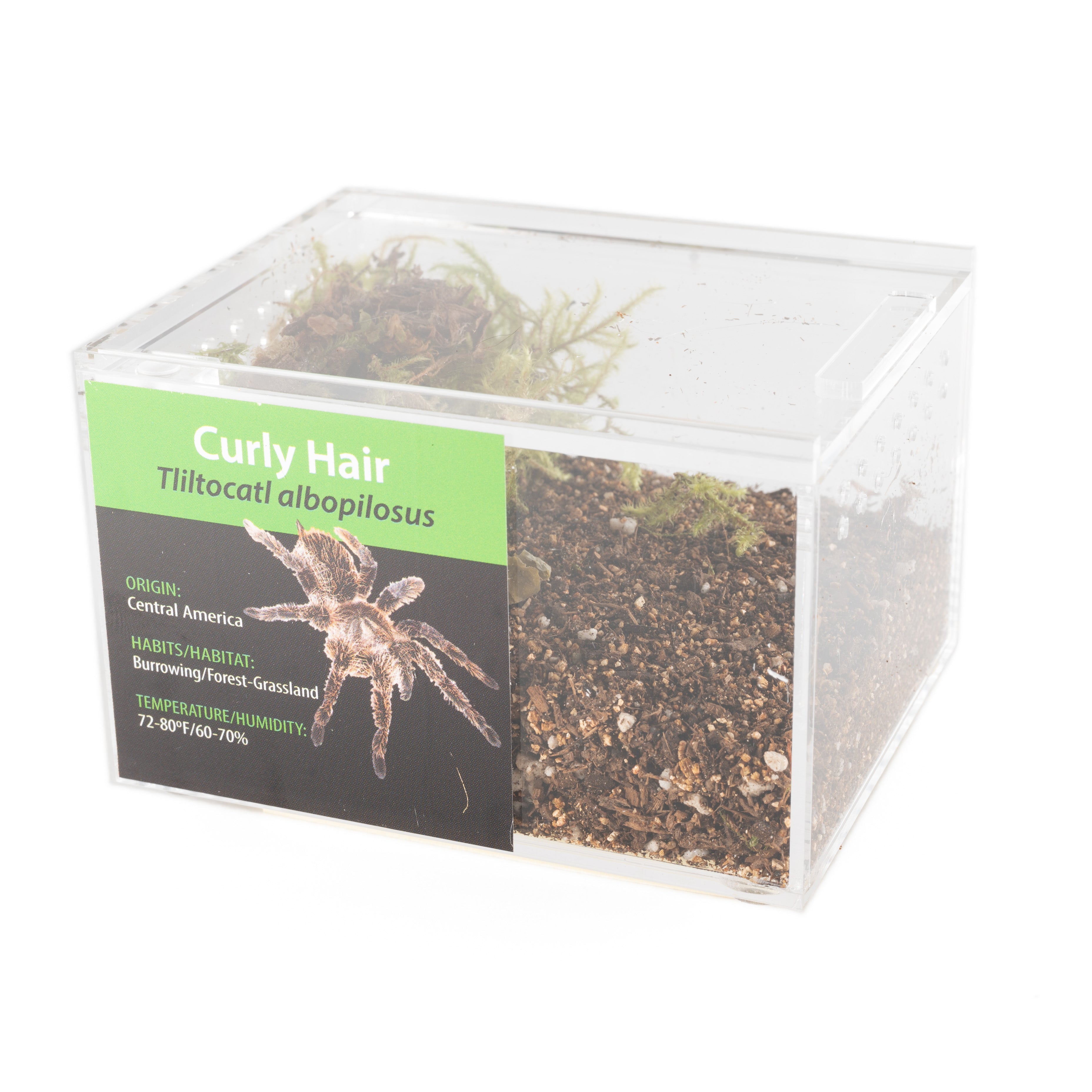 GRAB N GO キット: Tliltocatl albopilosus (カーリーヘア)