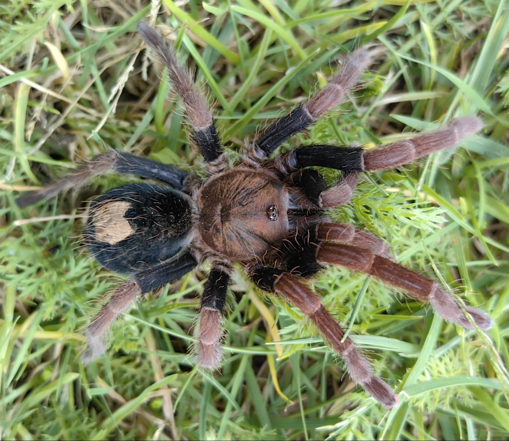 Cyriocosmus giganteus (ジャイアントドワーフ) 0.25"