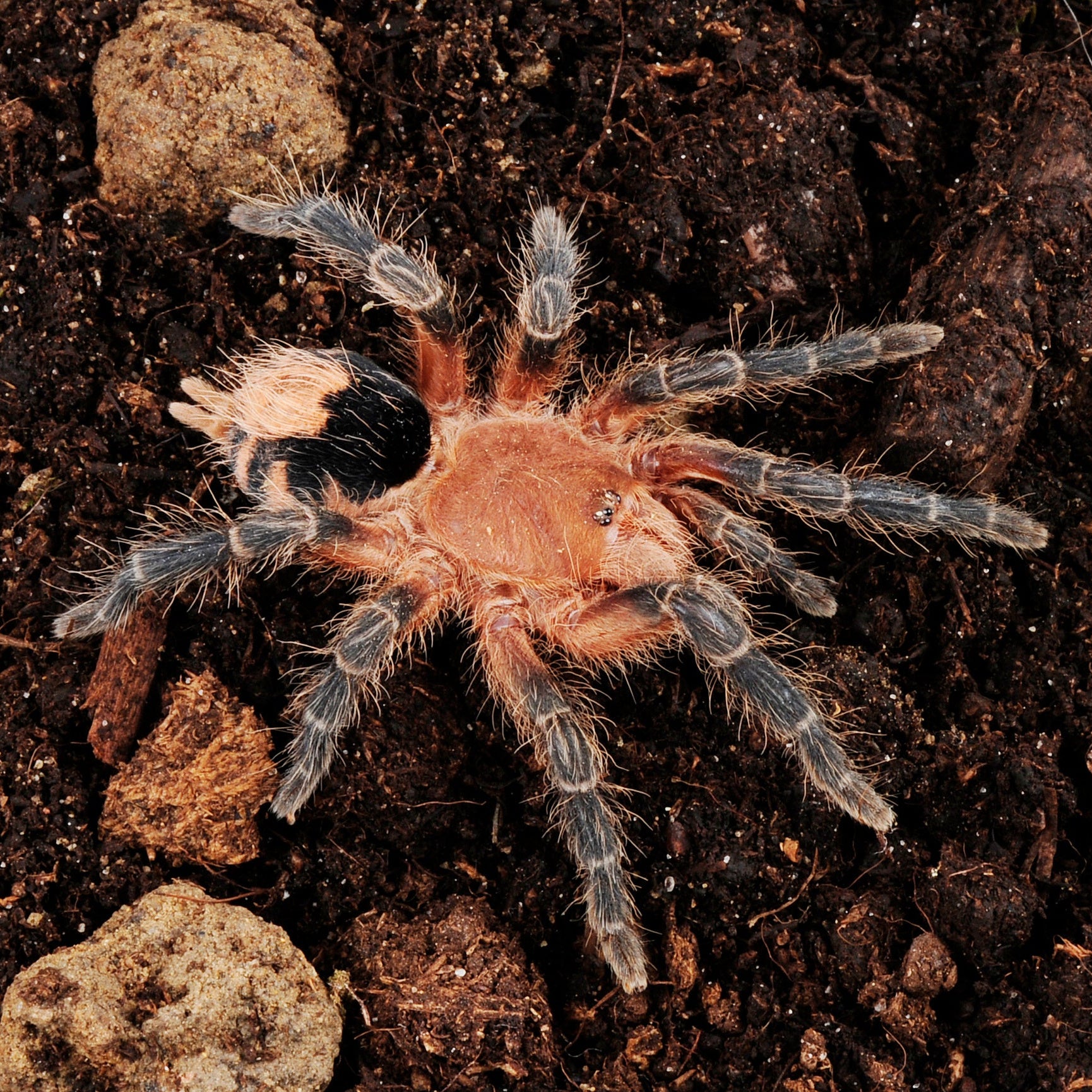 Cyriocosmus perezmilesi (ボリビアの矮性美) .25"