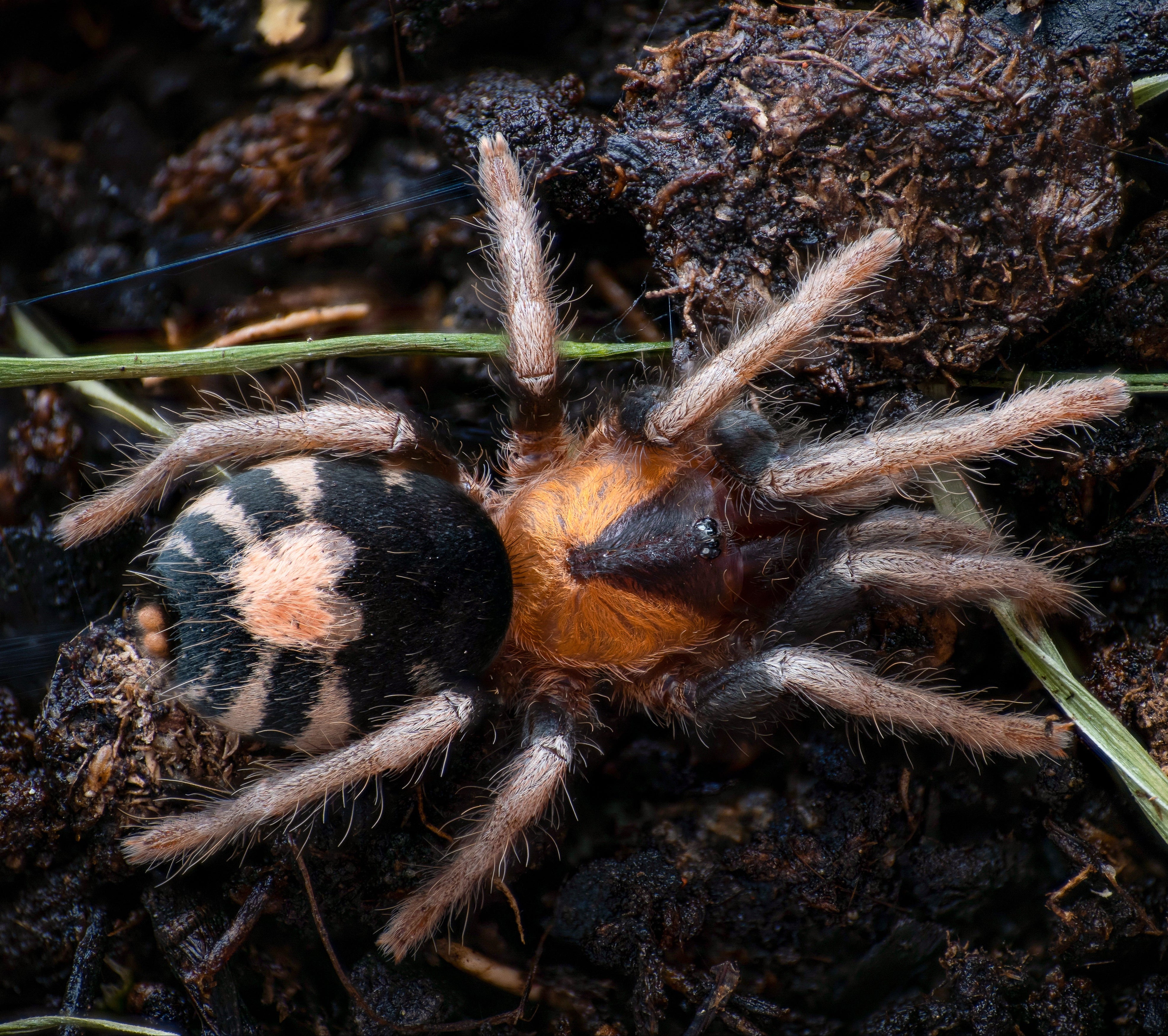 Cyriocosmus elegans (Trinidadian Dwarf Tiger-rump) Tarantula