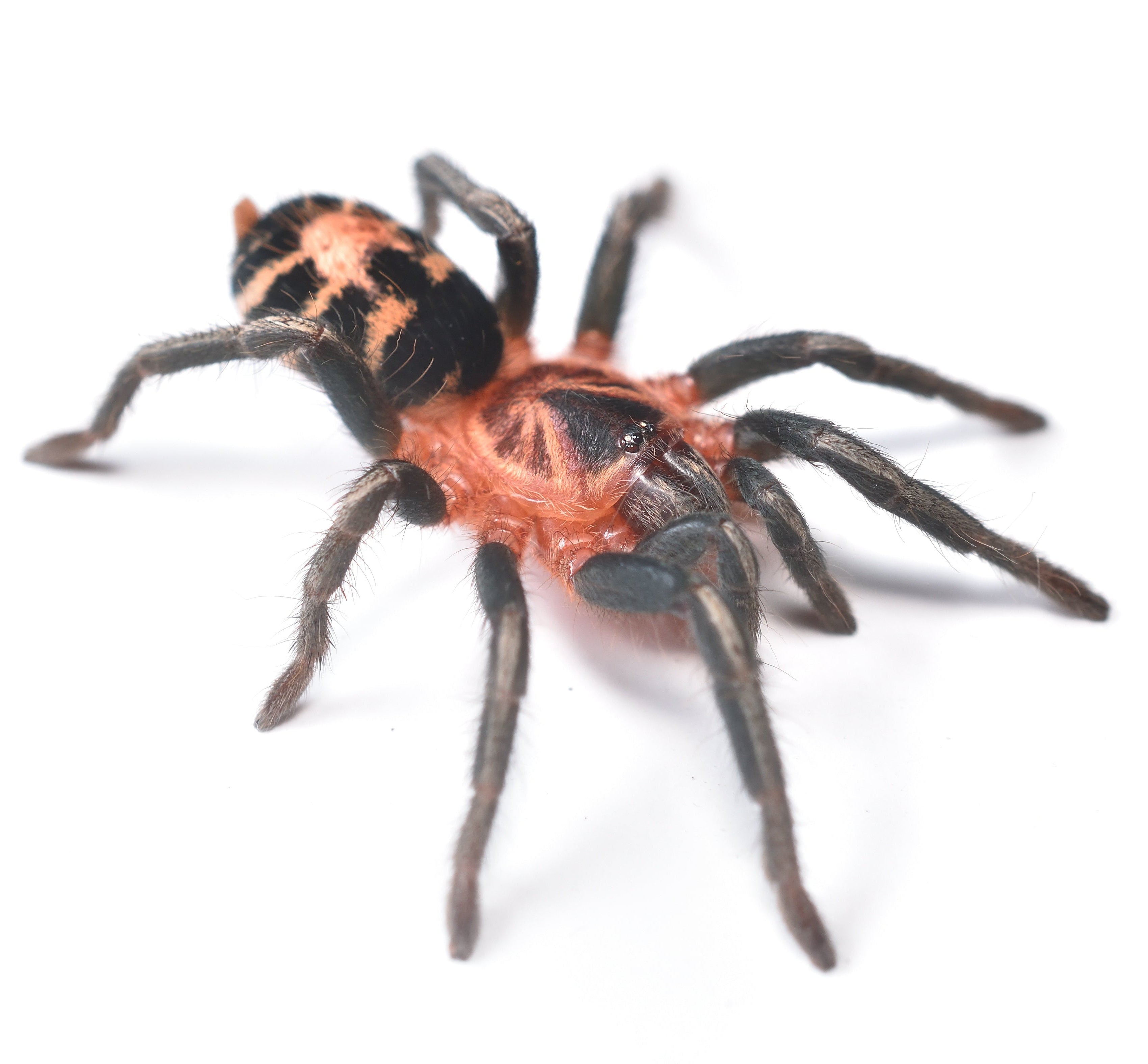 Cyriocosmus leetzi (Colombian Dwarf Tiger) 1.25" Adult FEMALE