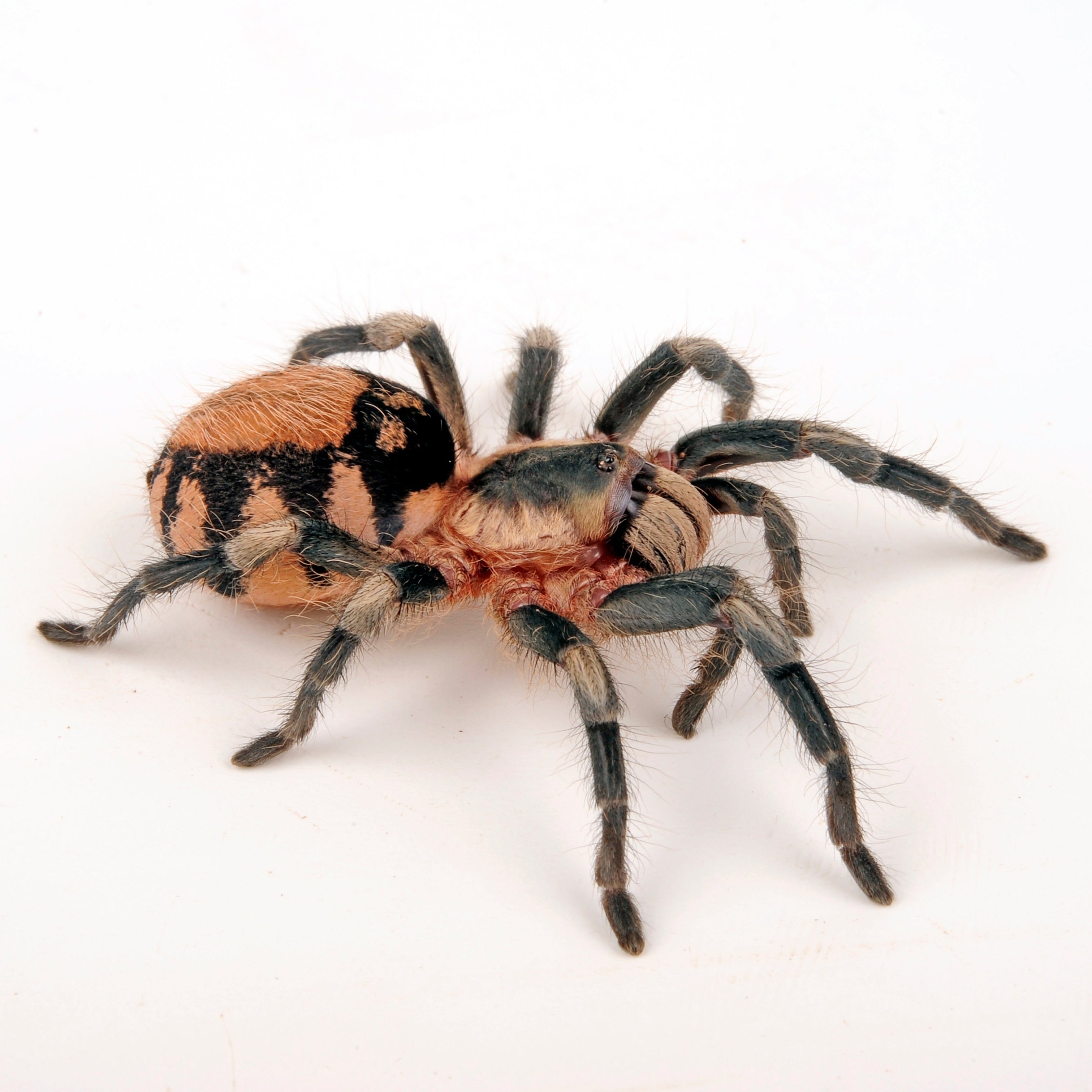 Cyriocosmus ritae (Peruvian Black and White Dwarf)