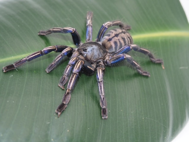 Cyriopagopus albostriatus 'Purple Zebra' (パープルゼブラアースタイガー) .5”