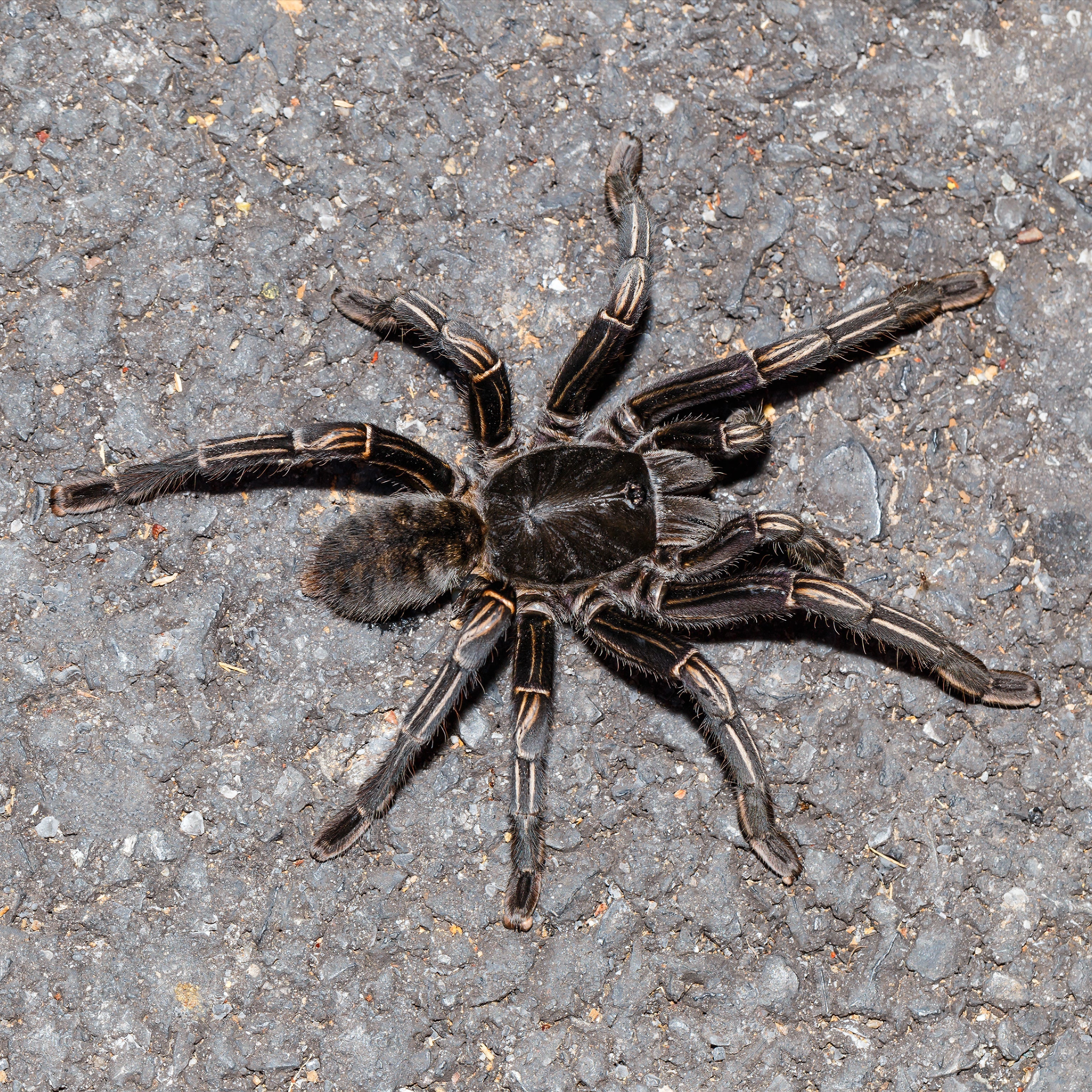 Cyriopagopus (formerly Haplopelma) albostriatus (Thai Zebra) 1" Bulk