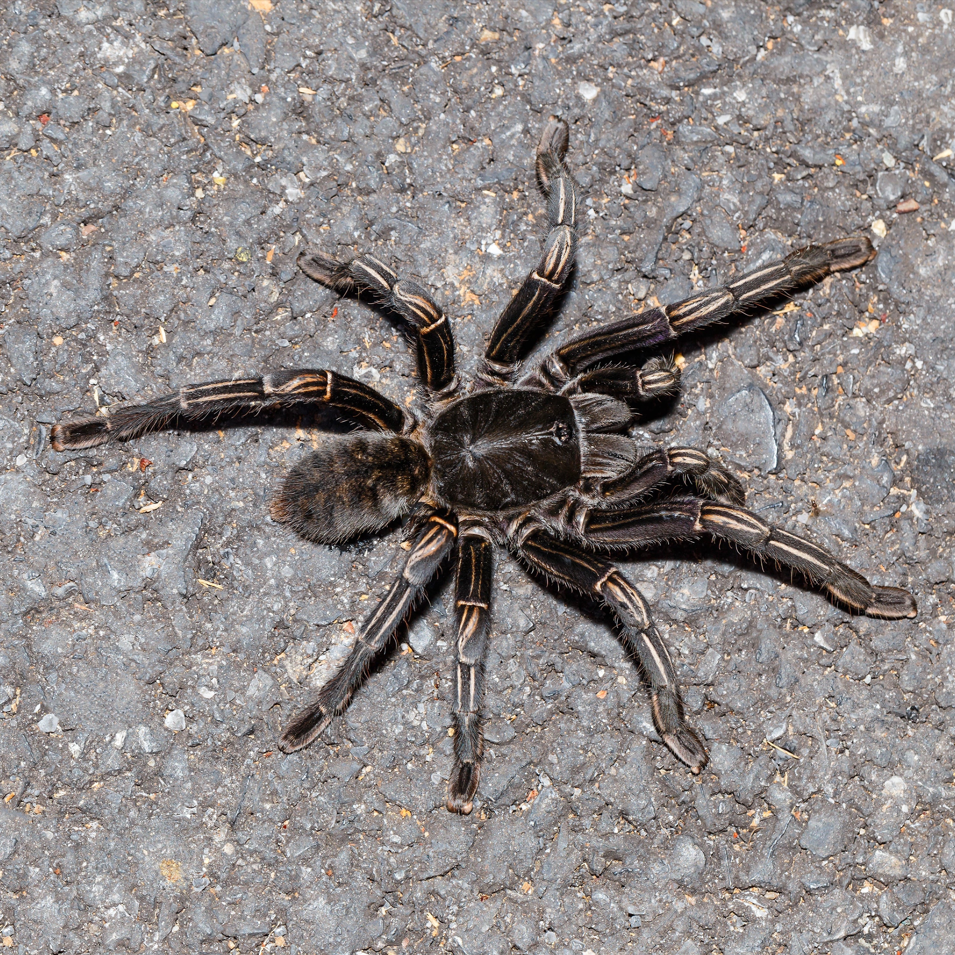 Cyriopagopus (formerly Haplopelma) albostriatus (Thai Zebra) 1"