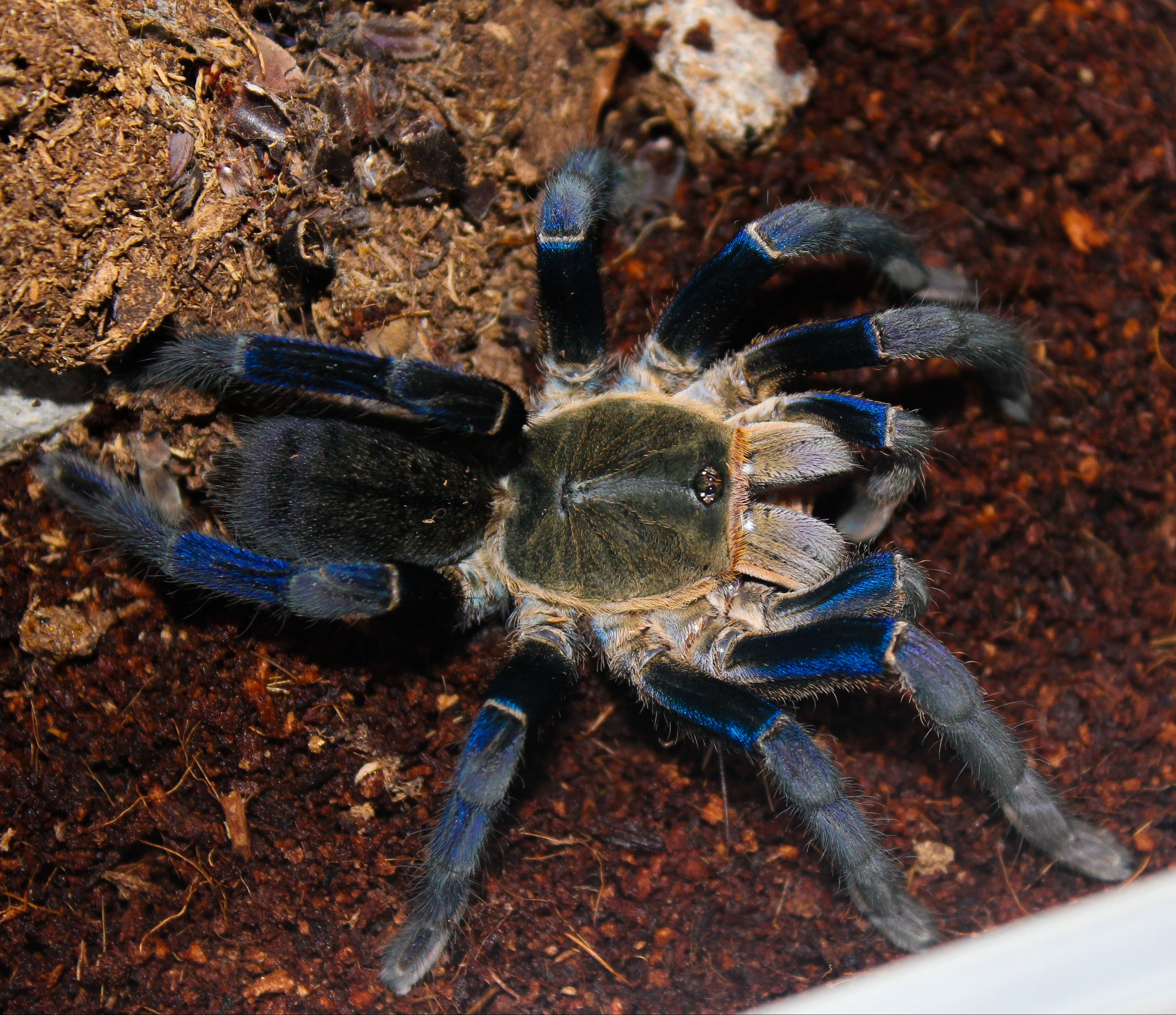 Cyriopagopus (formerly Haplopelma) lividus (Cobalt Blue) .75" Bulk